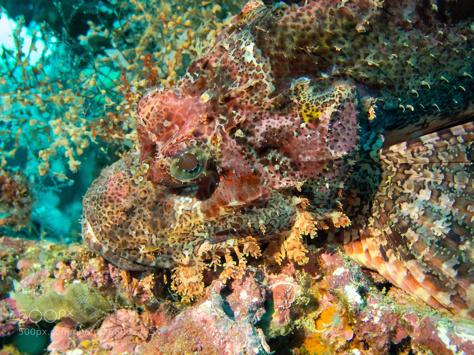 Canon PowerShot G16 sample photo. Scorpionfish, memba bay, mozambique photography
