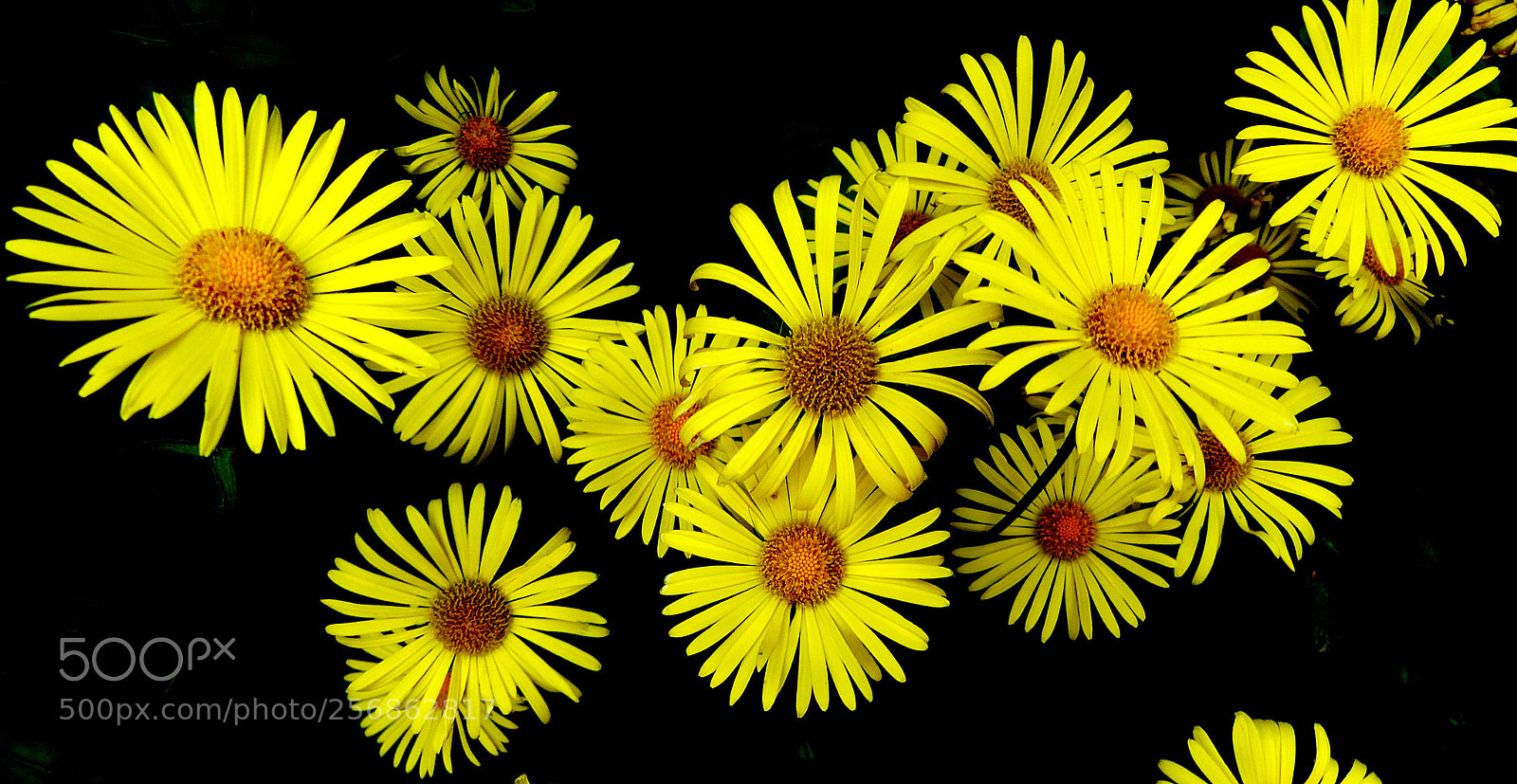 Panasonic Lumix DMC-FZ200 sample photo. Yellow flowers. photography