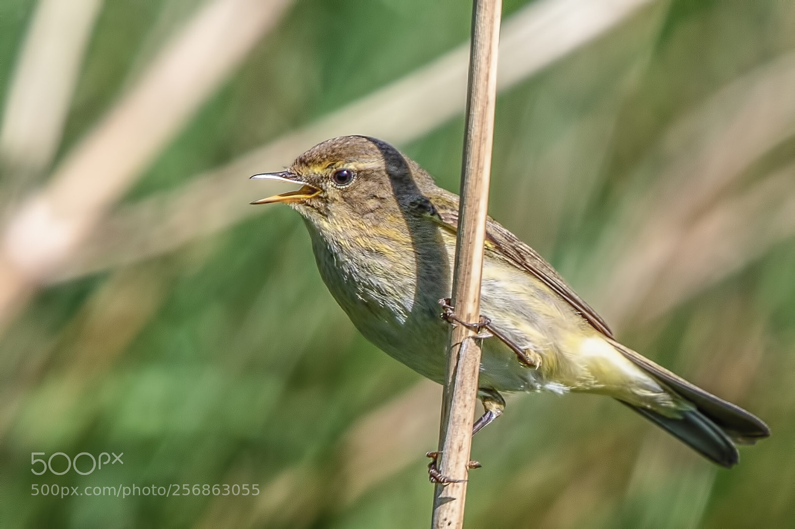 Canon EOS 7D Mark II sample photo. Common chiffchaff
phylloscopus collybita photography