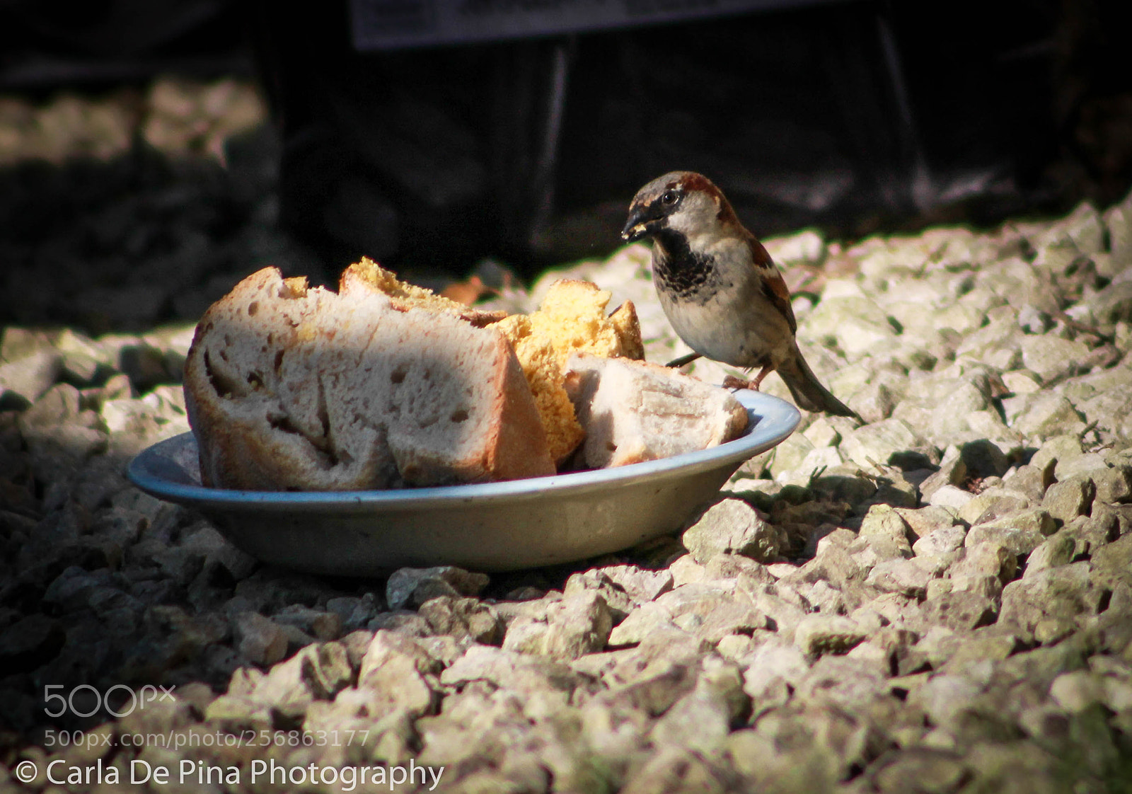 Canon EOS 700D (EOS Rebel T5i / EOS Kiss X7i) sample photo. Hungry bird! photography