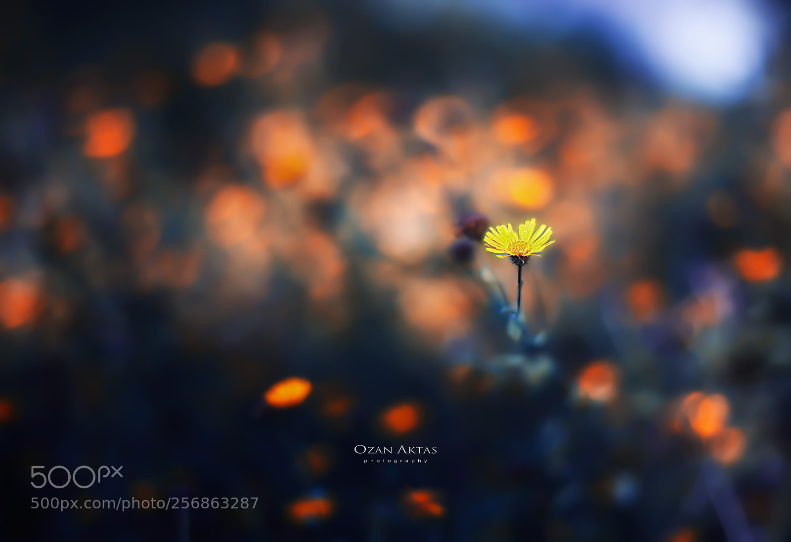 Canon EOS 5D Mark II sample photo. -life and nature- photography