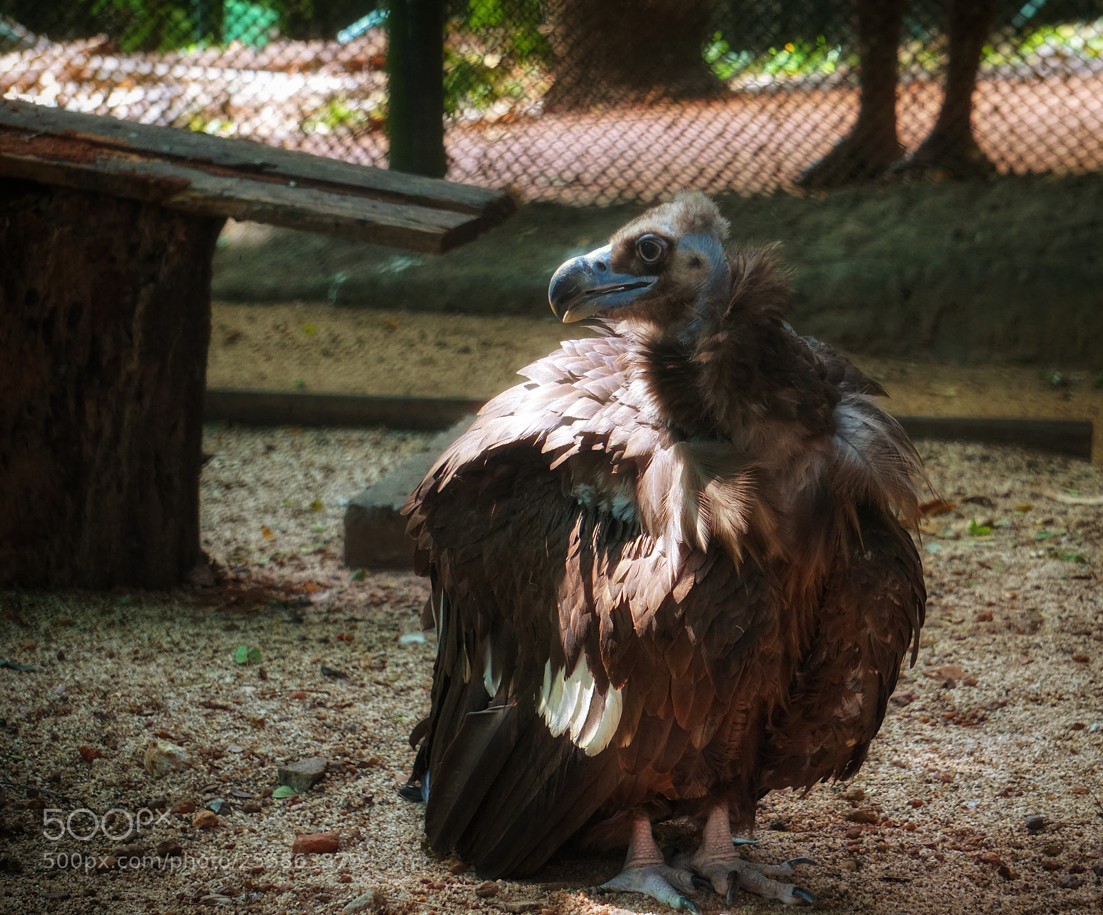 Sony a6000 sample photo. Jatayu photography