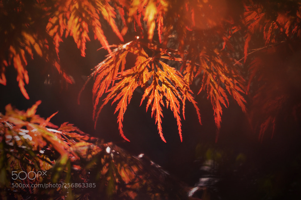 Canon EOS 7D sample photo. Acer photography