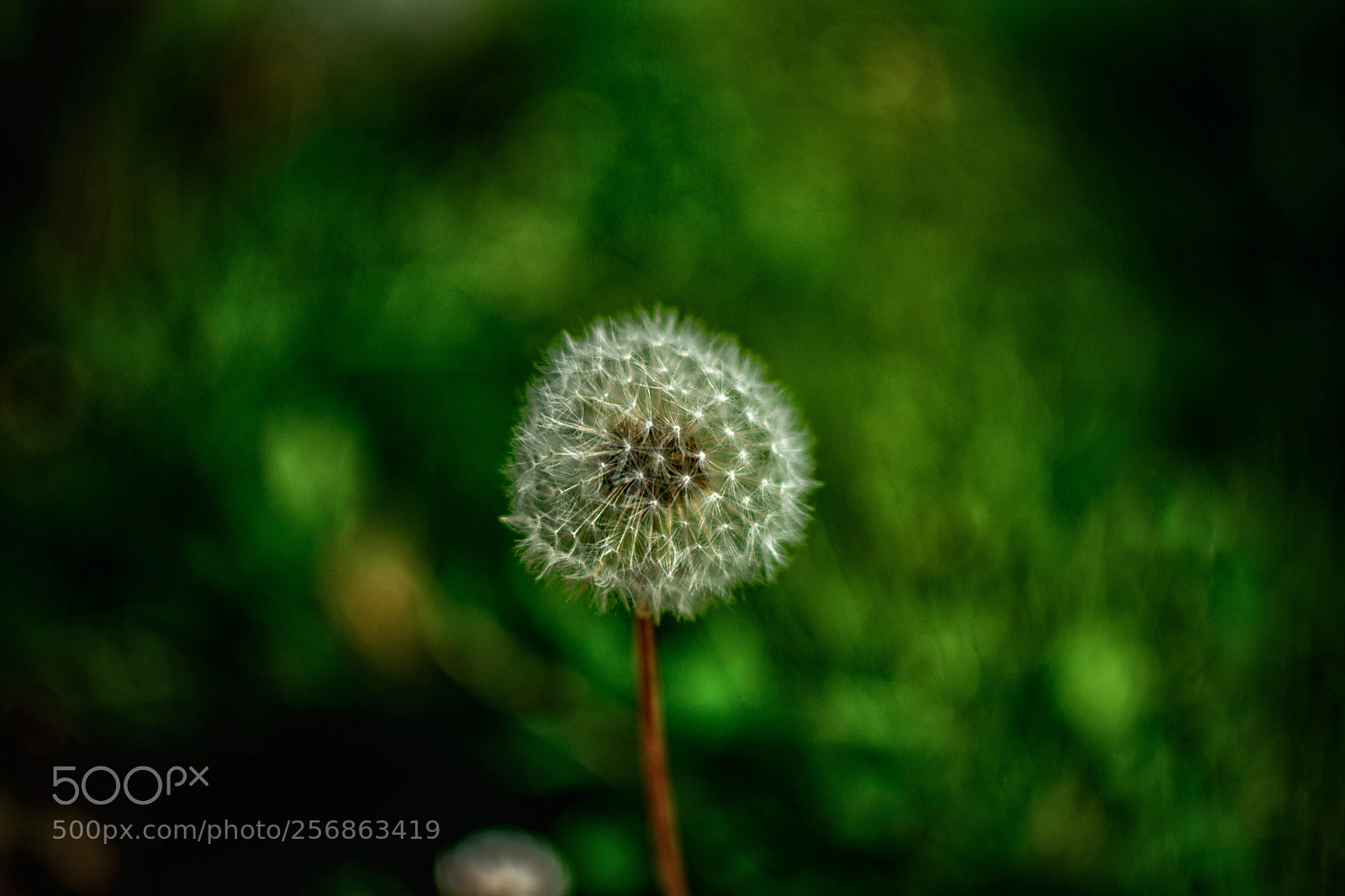 Nikon D5200 sample photo. The last flower photography