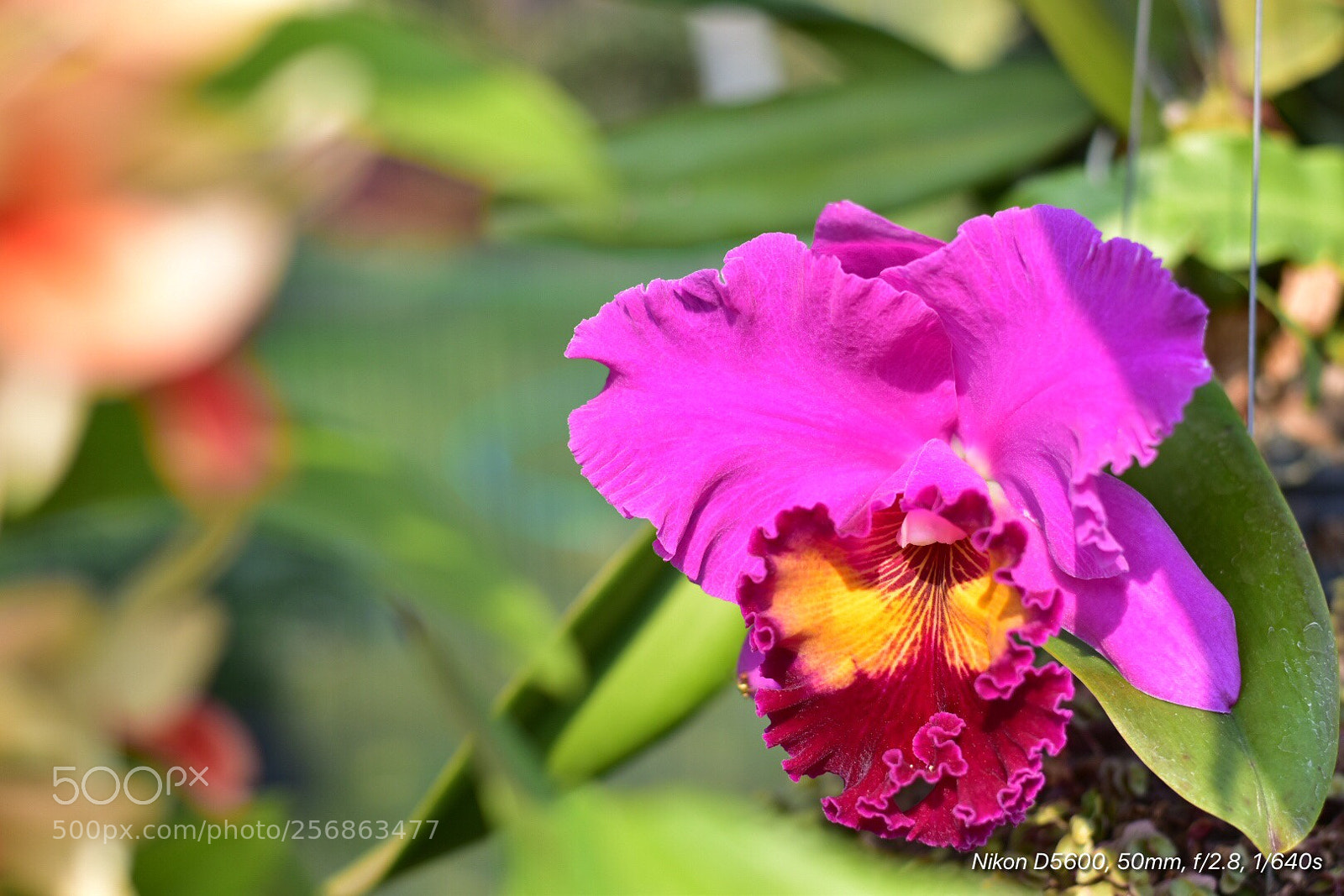 Nikon D5600 sample photo. Untitled photography
