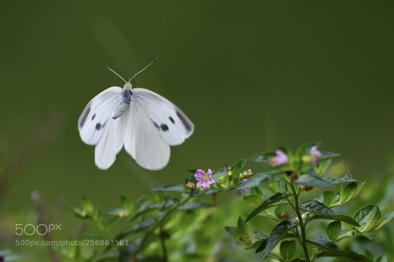 Nikon D500 sample photo. 蝴蝶飛 photography