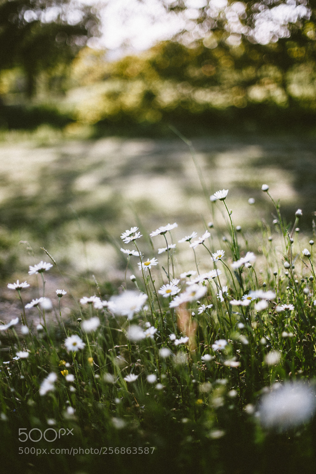 Canon EOS 6D sample photo. Piknik photography