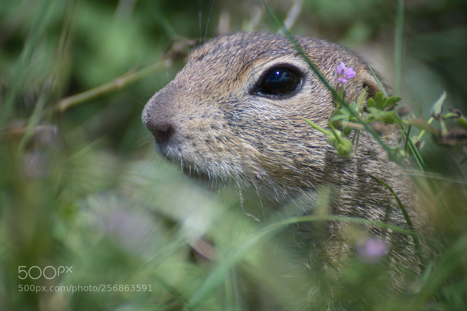Nikon D7100 sample photo. European ground squirrel photography