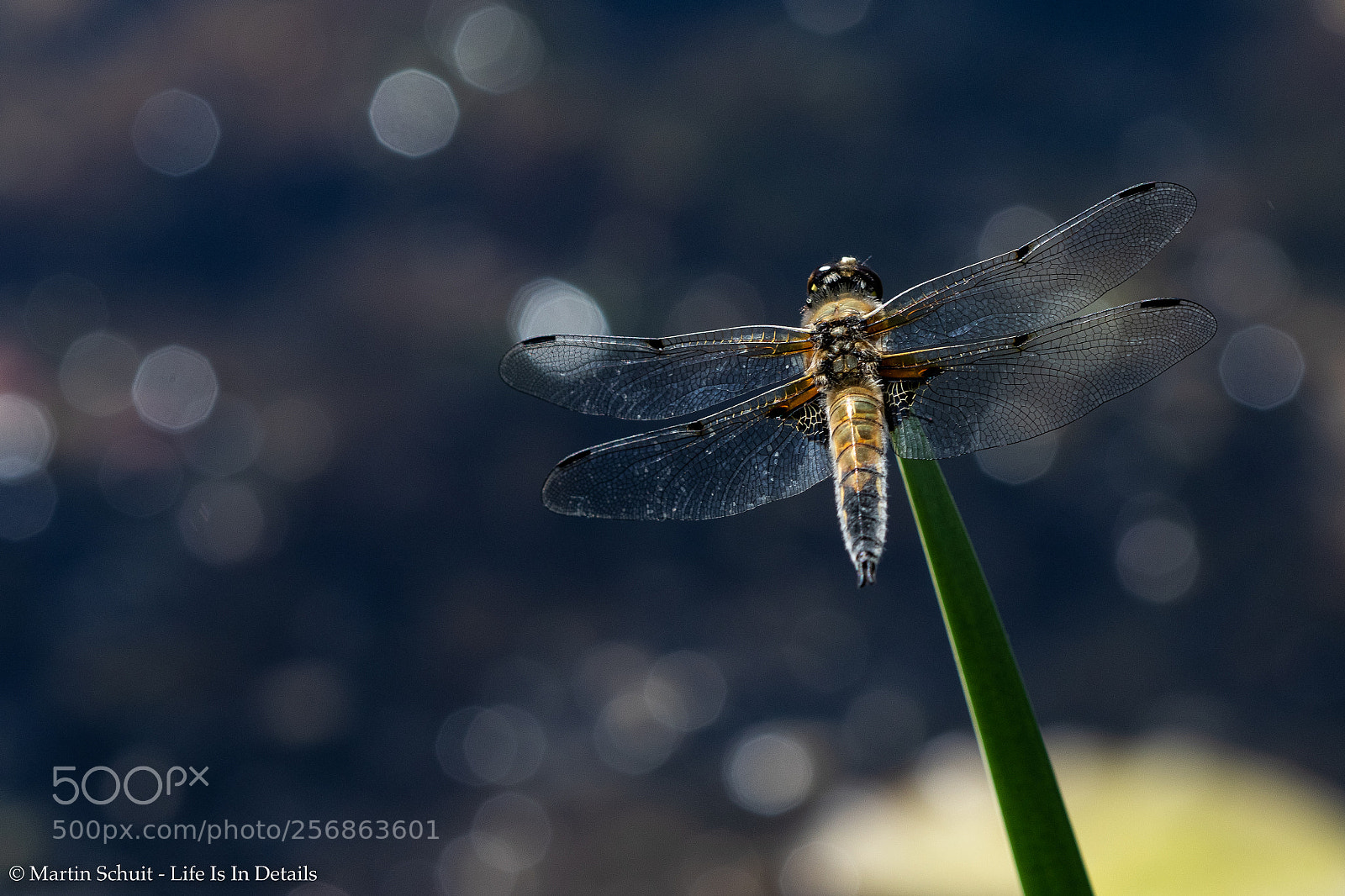 Canon EOS 80D sample photo. Bokeh dragonfly photography