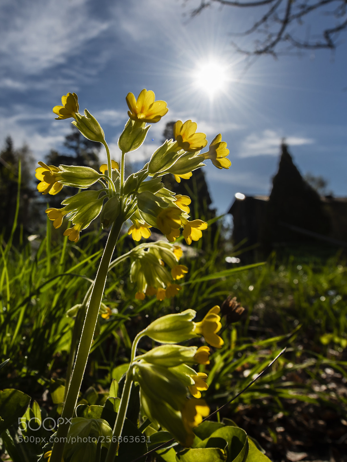 Nikon D810 sample photo. Cowslip in the morning photography