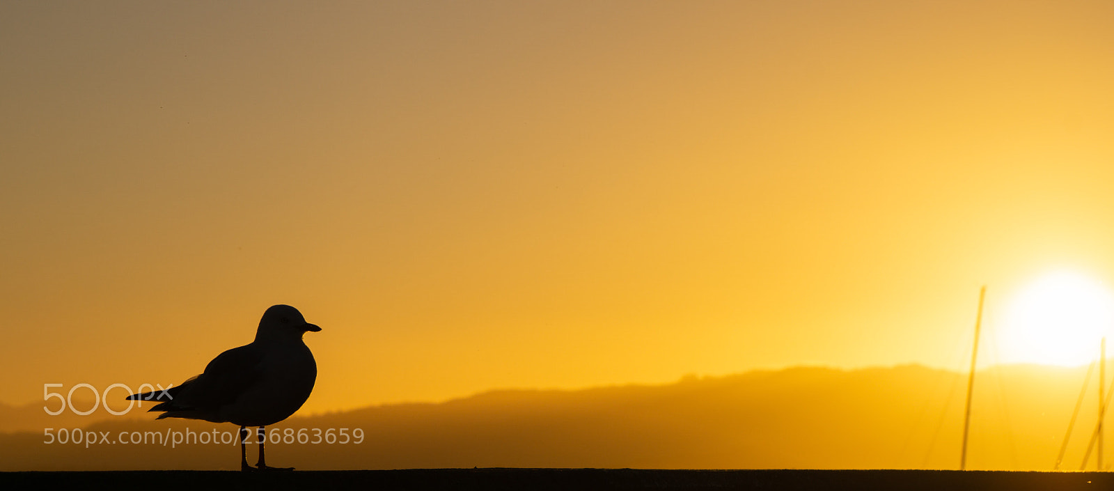 Sony a6000 sample photo. Seagull at sunrise  photography