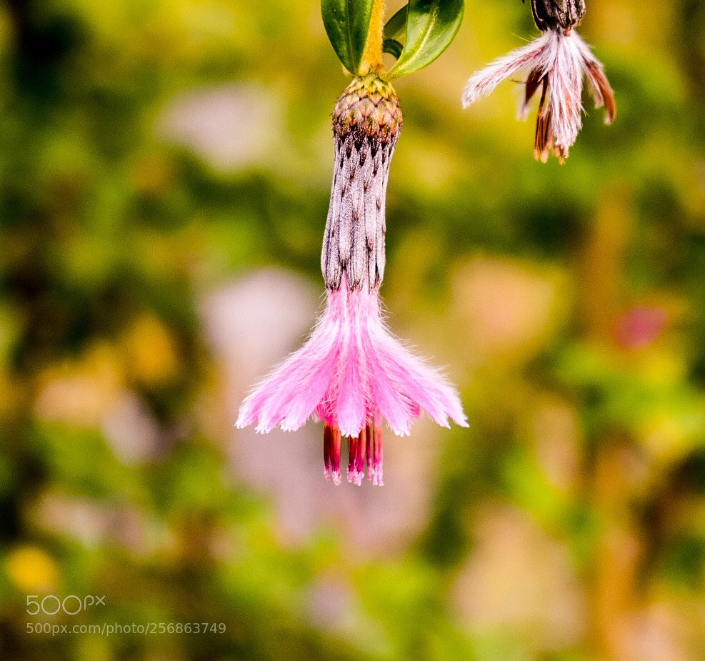 Nikon D3400 sample photo. Dangling flower photography