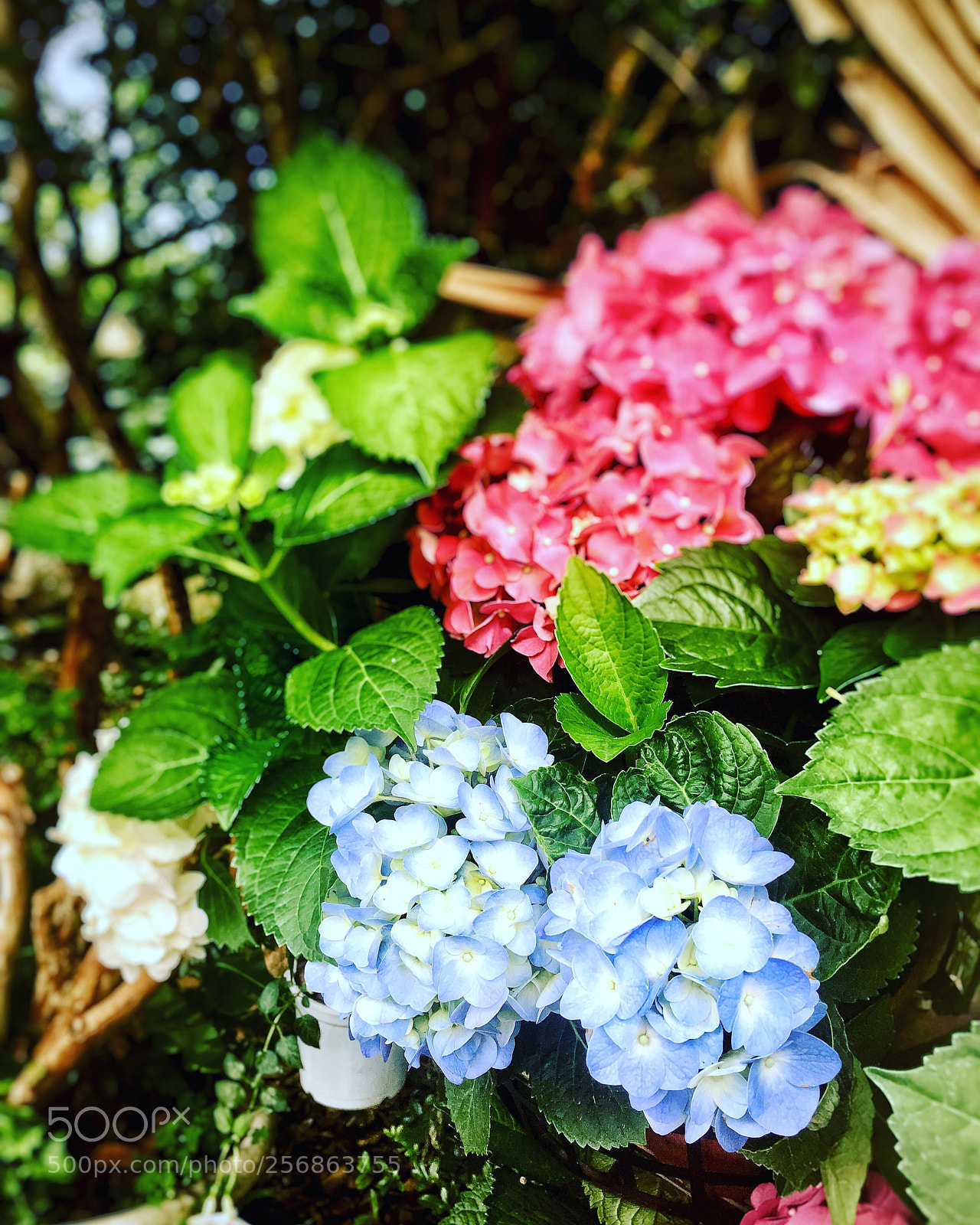 Apple iPhone 6s Plus sample photo. Hydrangea photography
