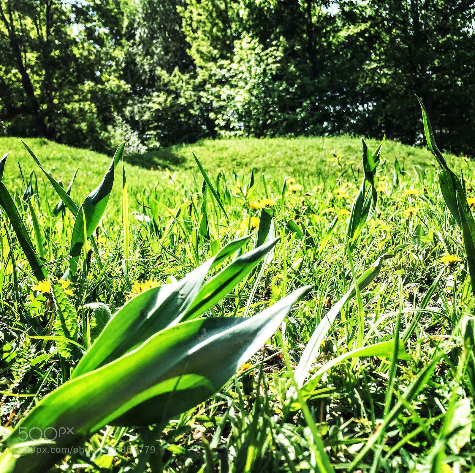 Apple iPhone 6 sample photo. Untitled photography