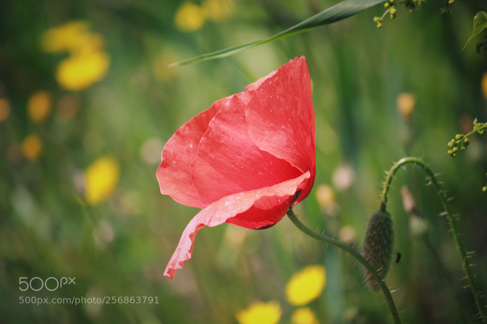 Canon EOS 550D (EOS Rebel T2i / EOS Kiss X4) sample photo. Pietra flower #2 photography