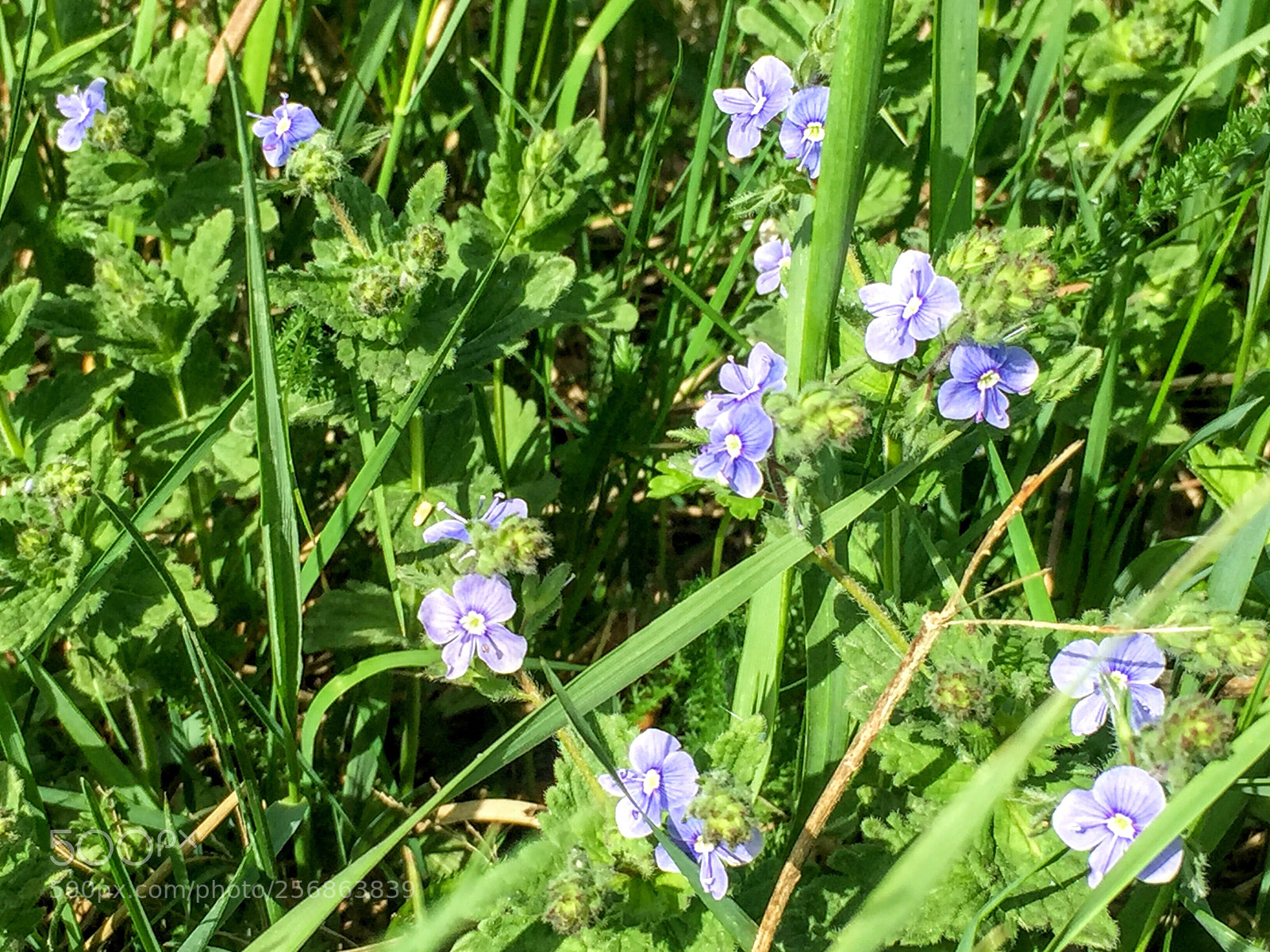 Apple iPhone 6 sample photo. Untitled photography