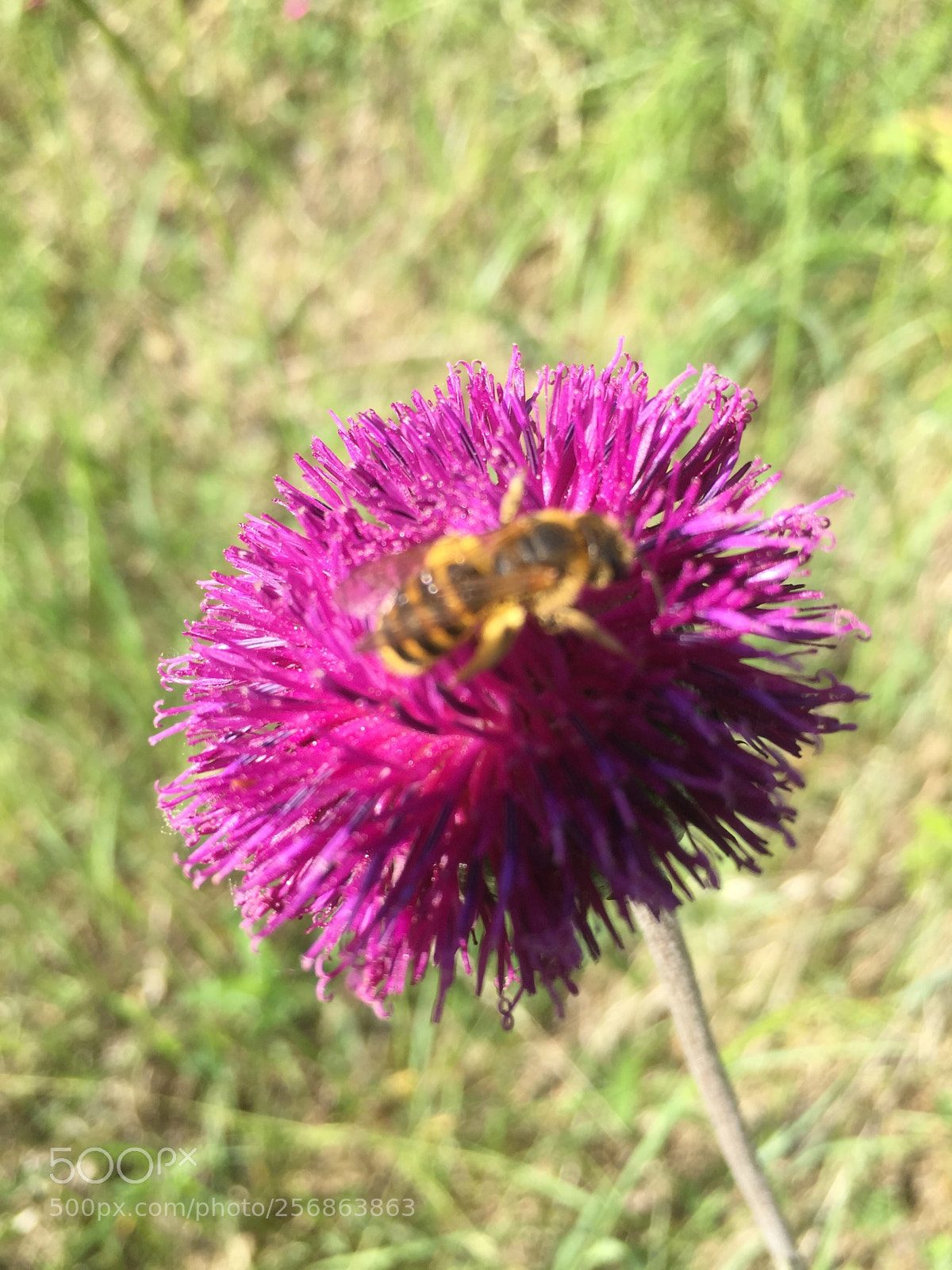 Apple iPhone 6 sample photo. Untitled photography