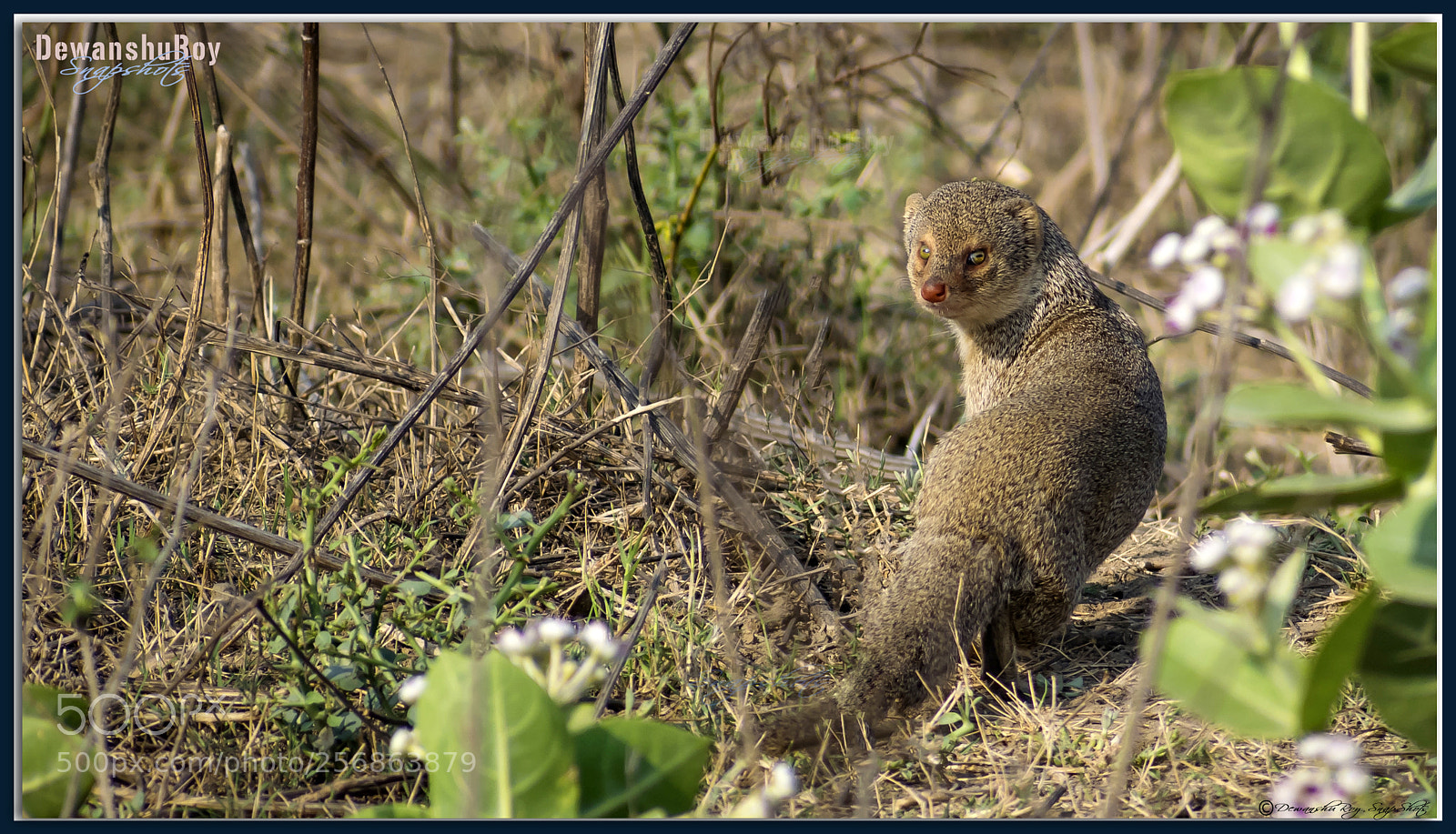 Nikon D3300 sample photo. Indian grey mongoose,allahabad photography