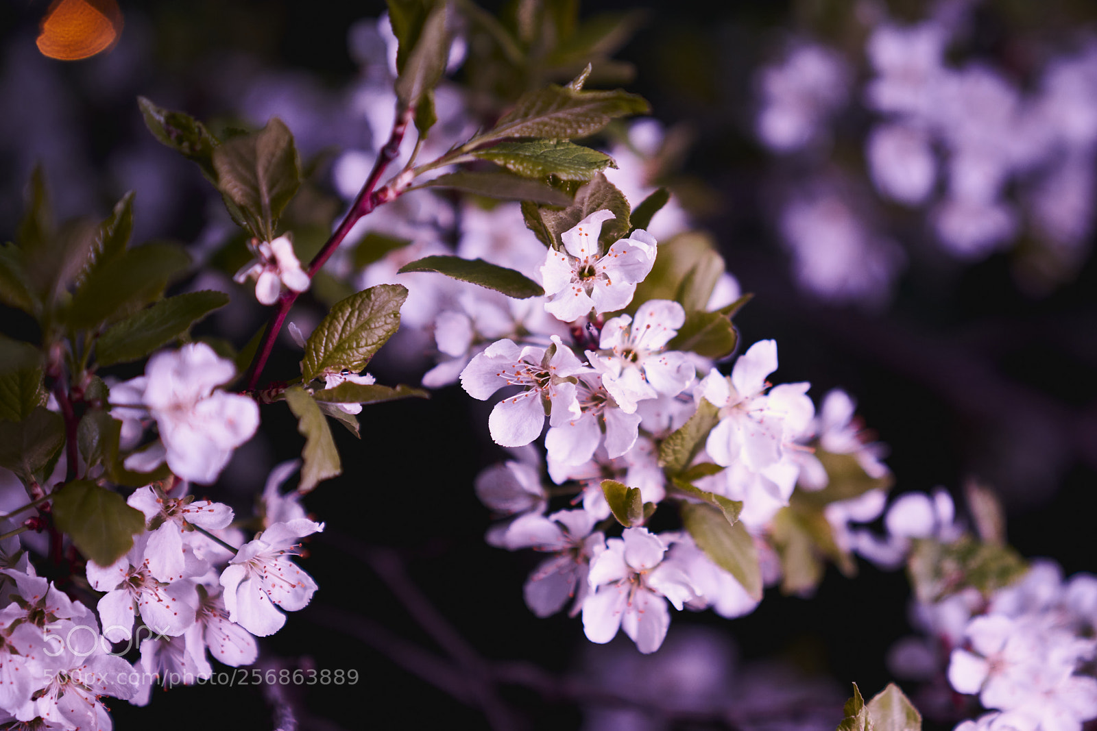 Sony a7R II sample photo. Moscow spring. apple tree photography