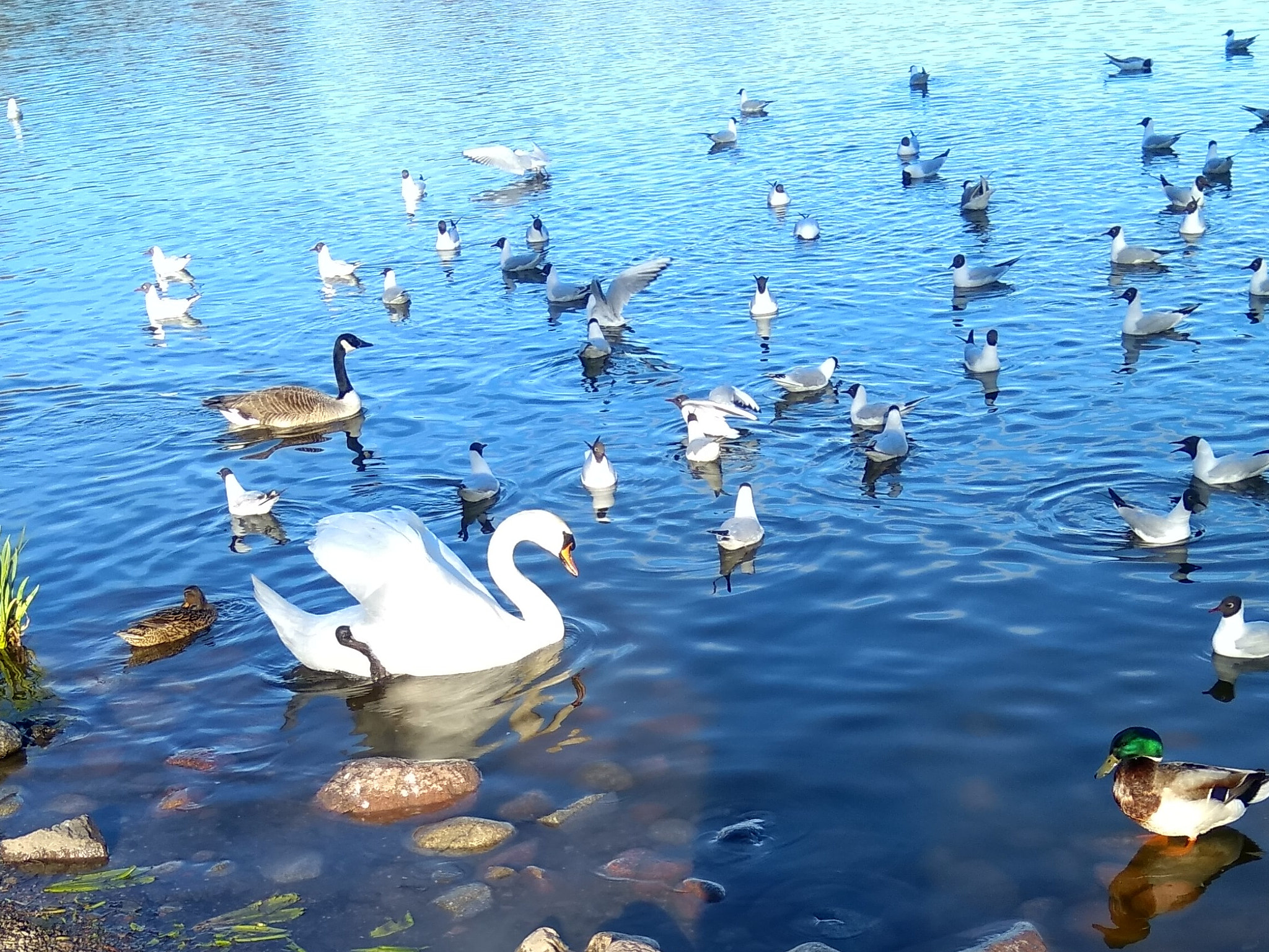 Xiaomi MI MAX sample photo. Stockholm lake photography