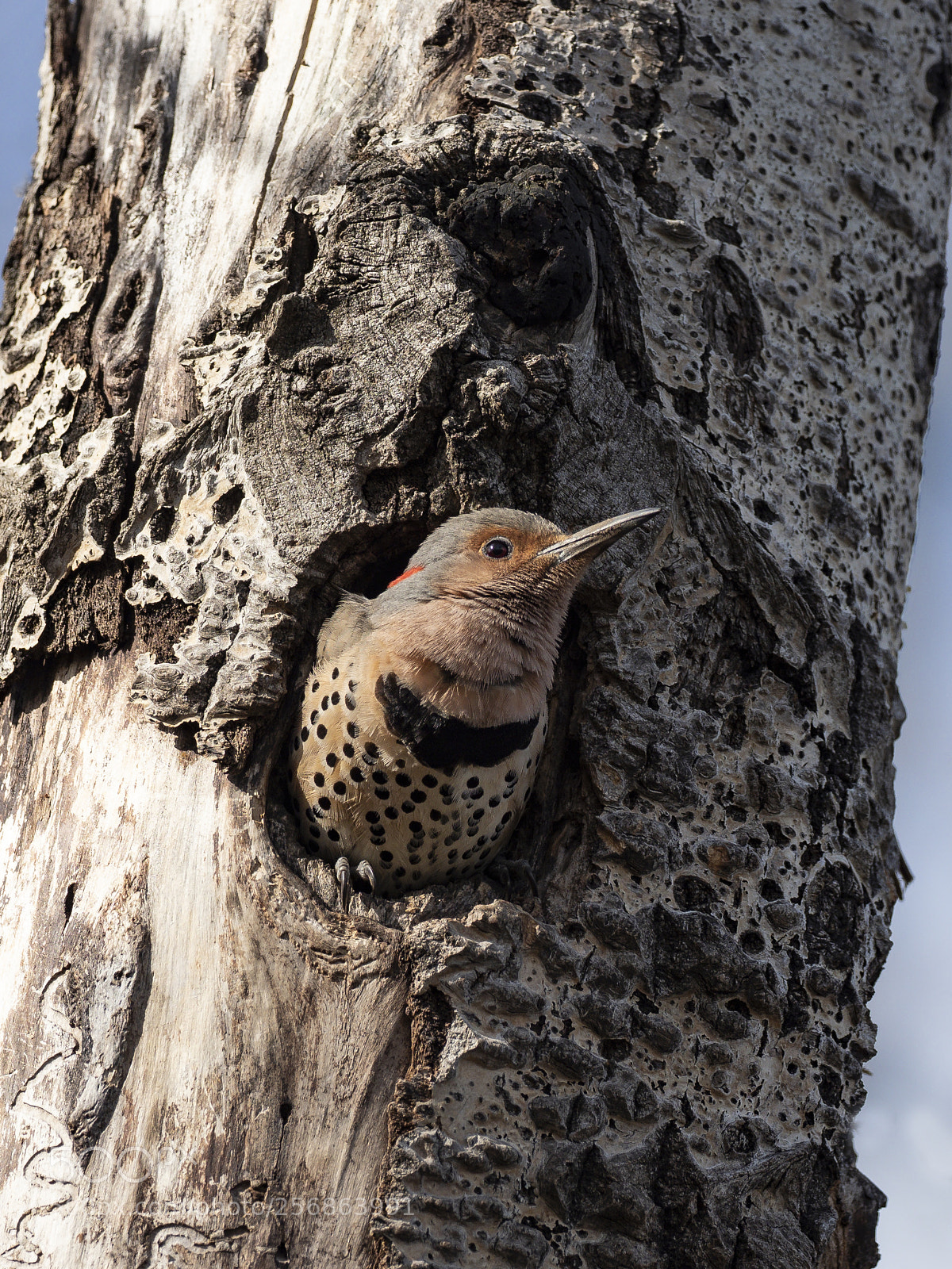 Olympus OM-D E-M1 Mark II sample photo. Northern flicker photography