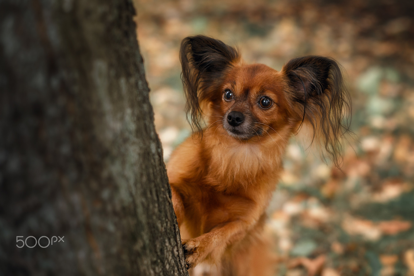 Sony a99 II sample photo. Play hide-and-seek photography