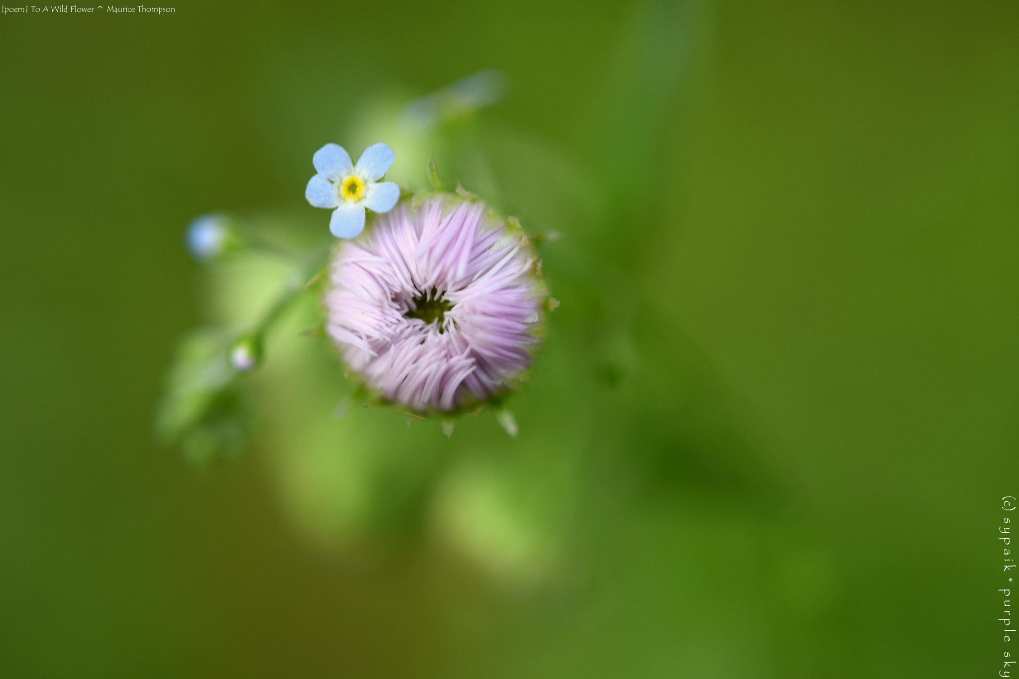 Nikon AF-S Micro-Nikkor 60mm F2.8G ED sample photo. To a wild flower ** photography