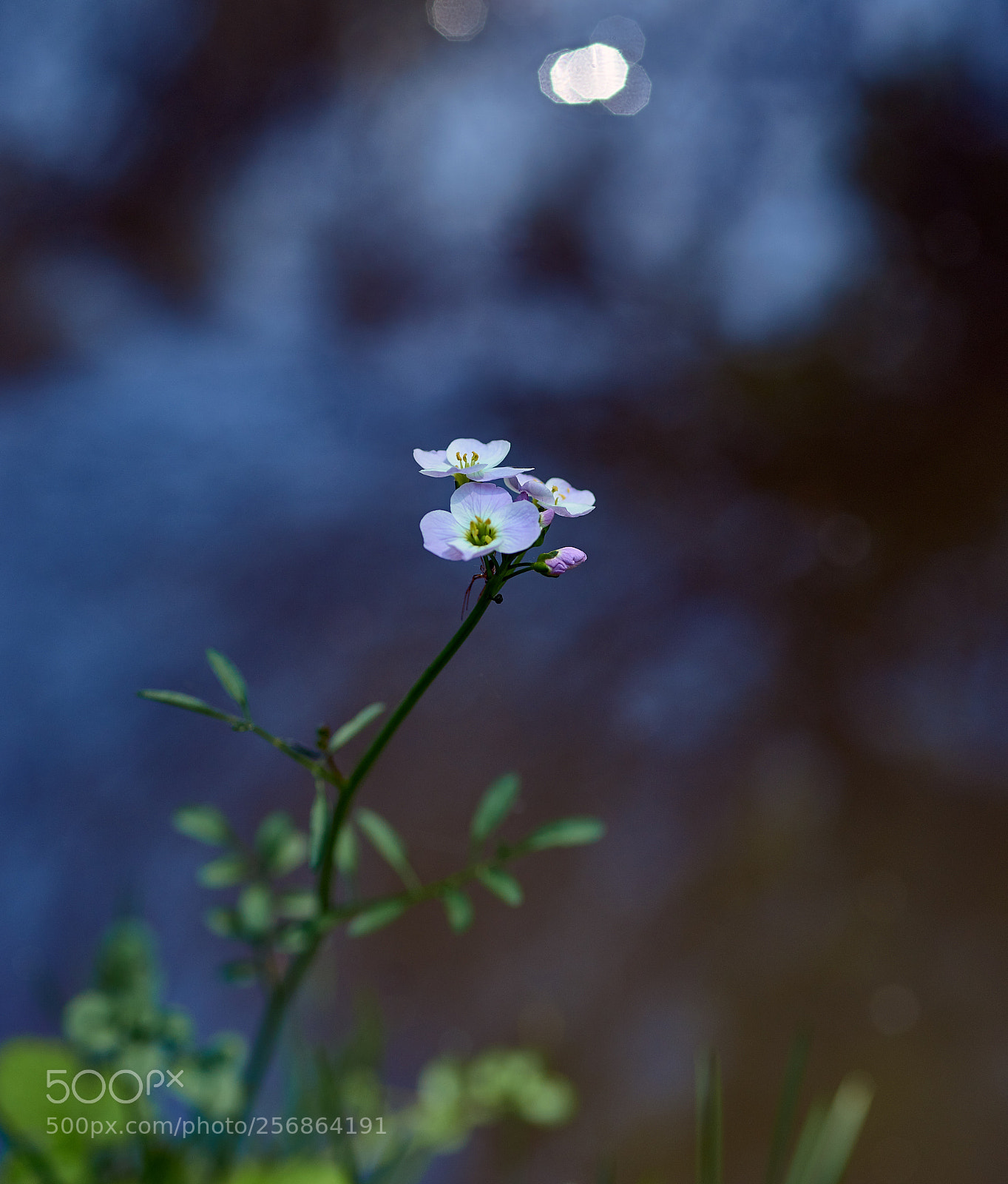 Sony SLT-A99V sample photo. Reflecting photography