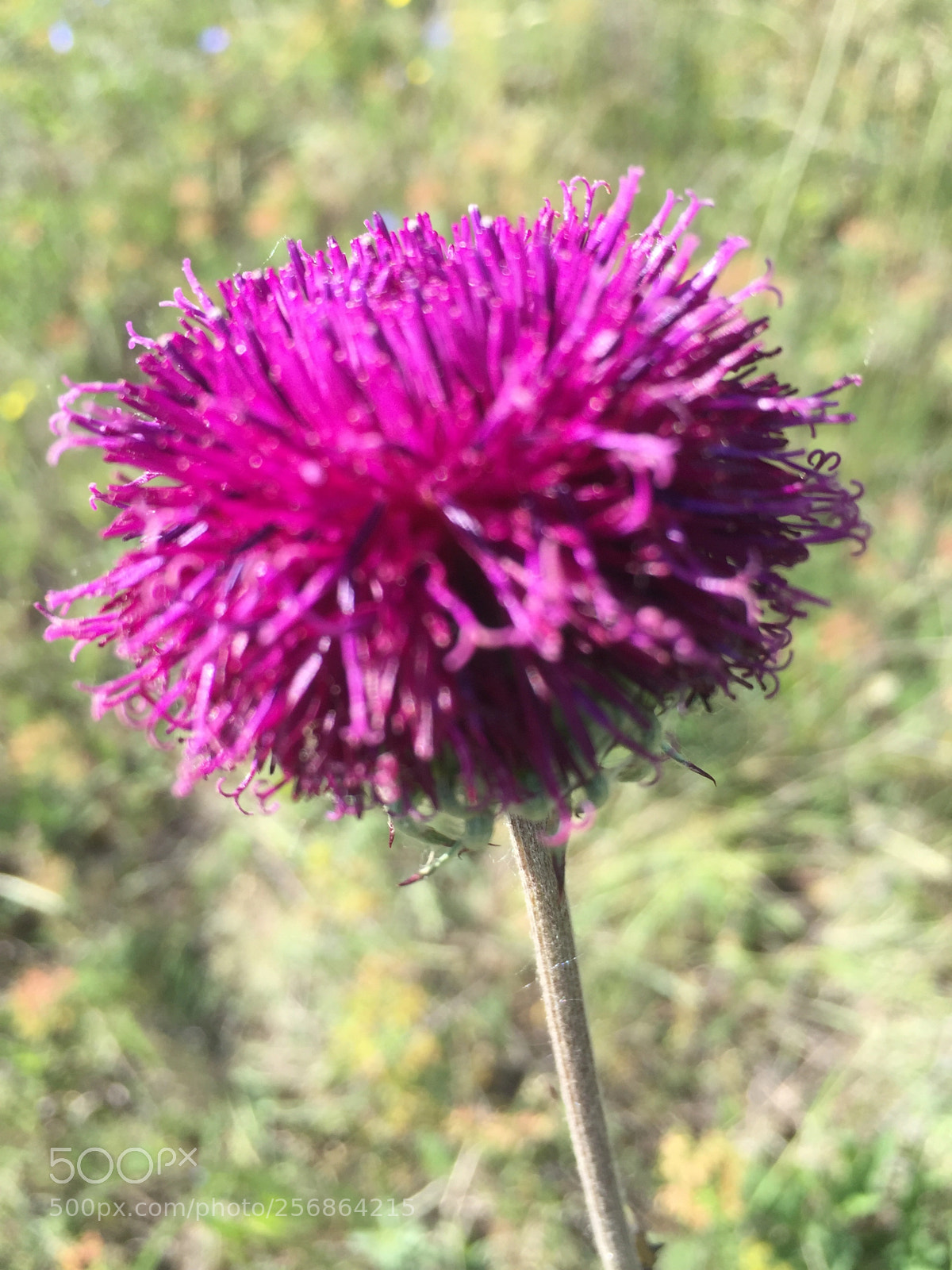 Apple iPhone 6 sample photo. Untitled photography