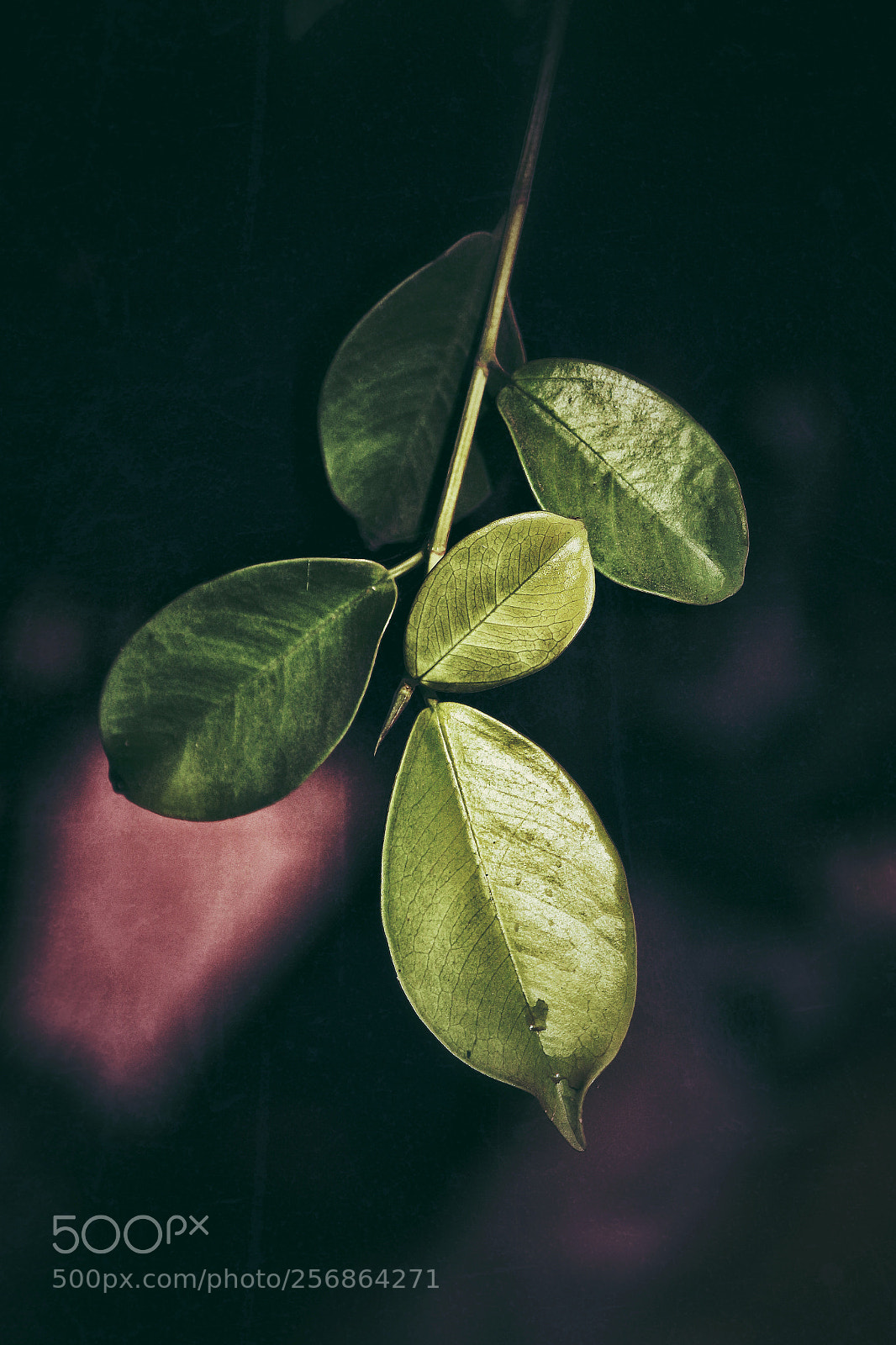 Canon EOS 700D (EOS Rebel T5i / EOS Kiss X7i) sample photo. Leafy photography