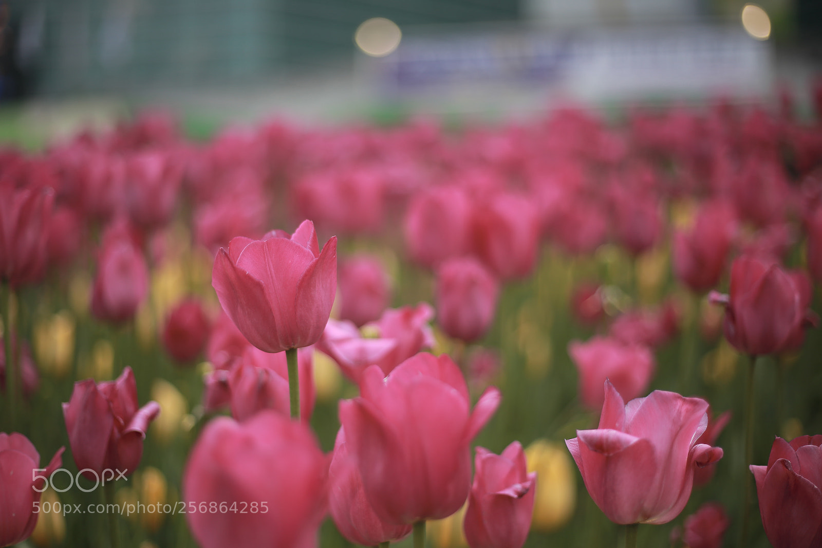 Canon EOS 6D + Canon EF 50mm F1.8 STM sample photo. Tulips photography
