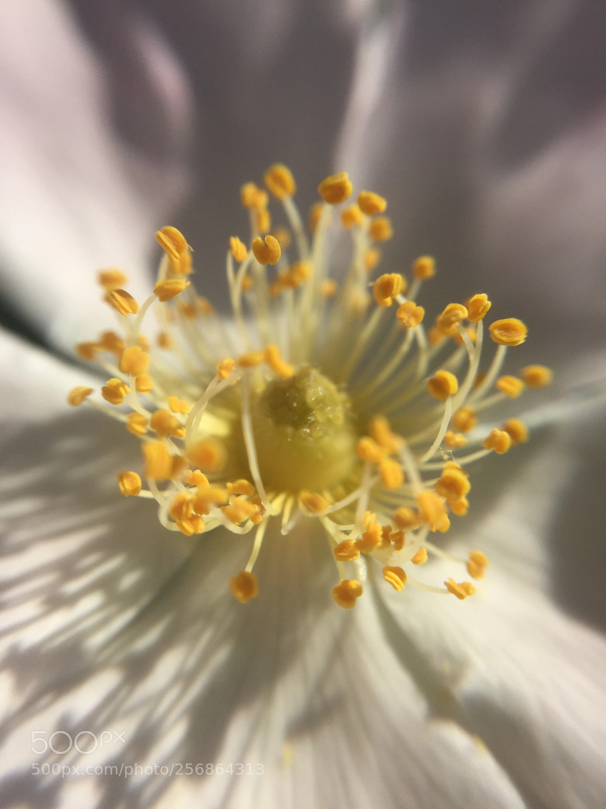 Apple iPhone 6 sample photo. Untitled photography