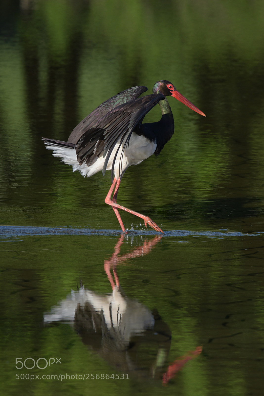 Nikon D750 sample photo. Black stork (ciconia nigra) photography