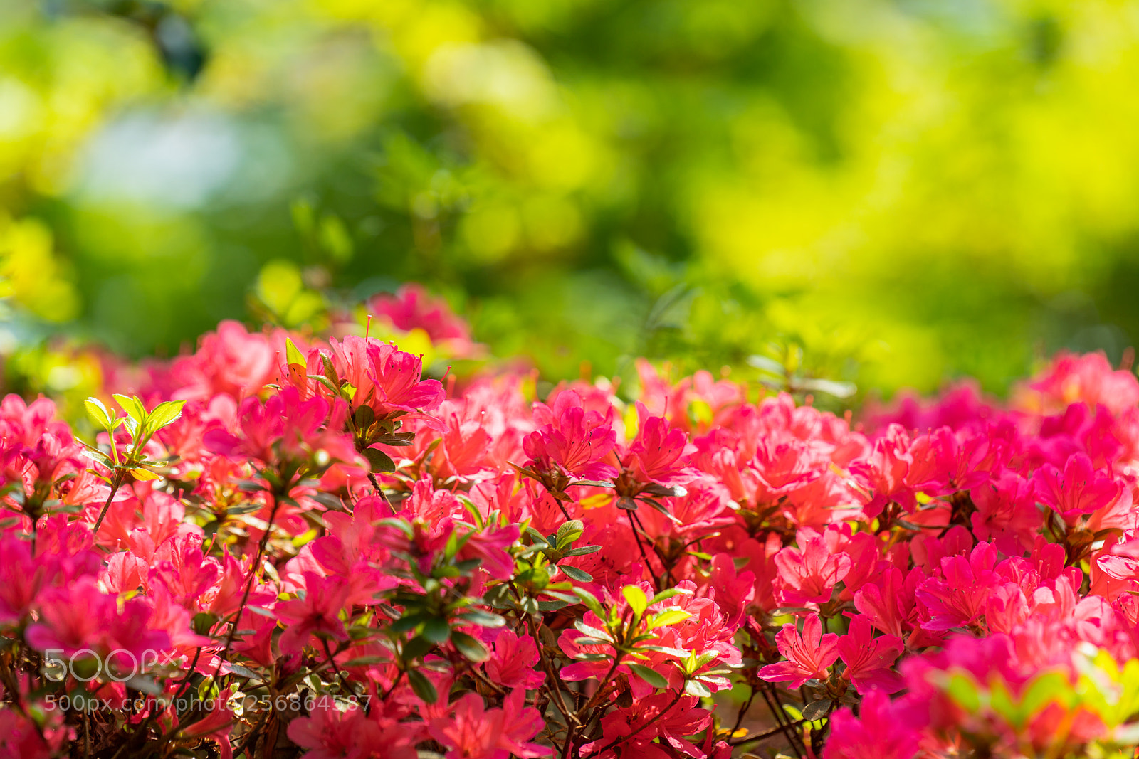 Sony a7R II sample photo. Azalea photography