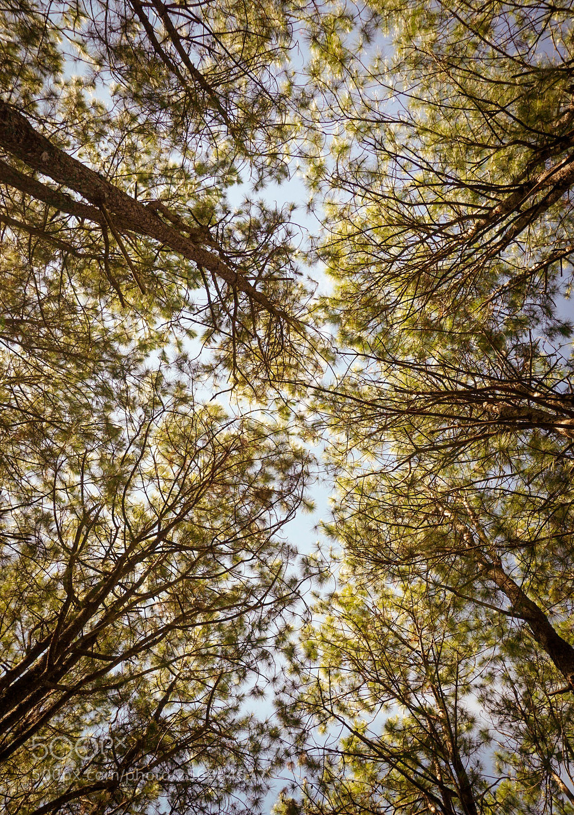 Sony a6000 sample photo. Canopy photography
