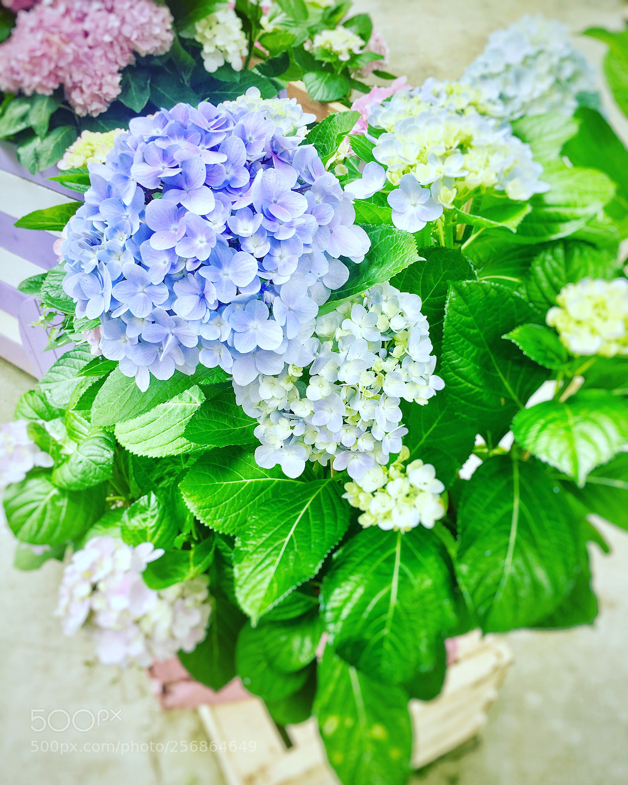 Apple iPhone 6s Plus sample photo. Untitled photography