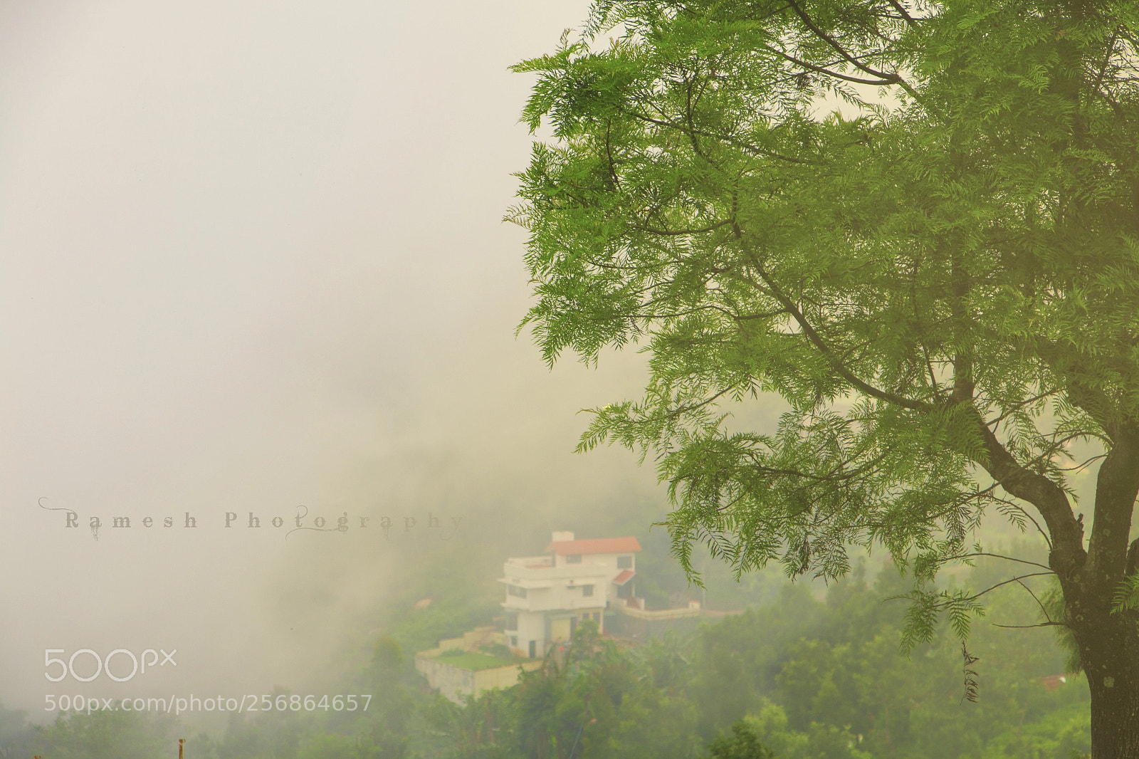 Canon EOS 70D sample photo. Fog and tree photography