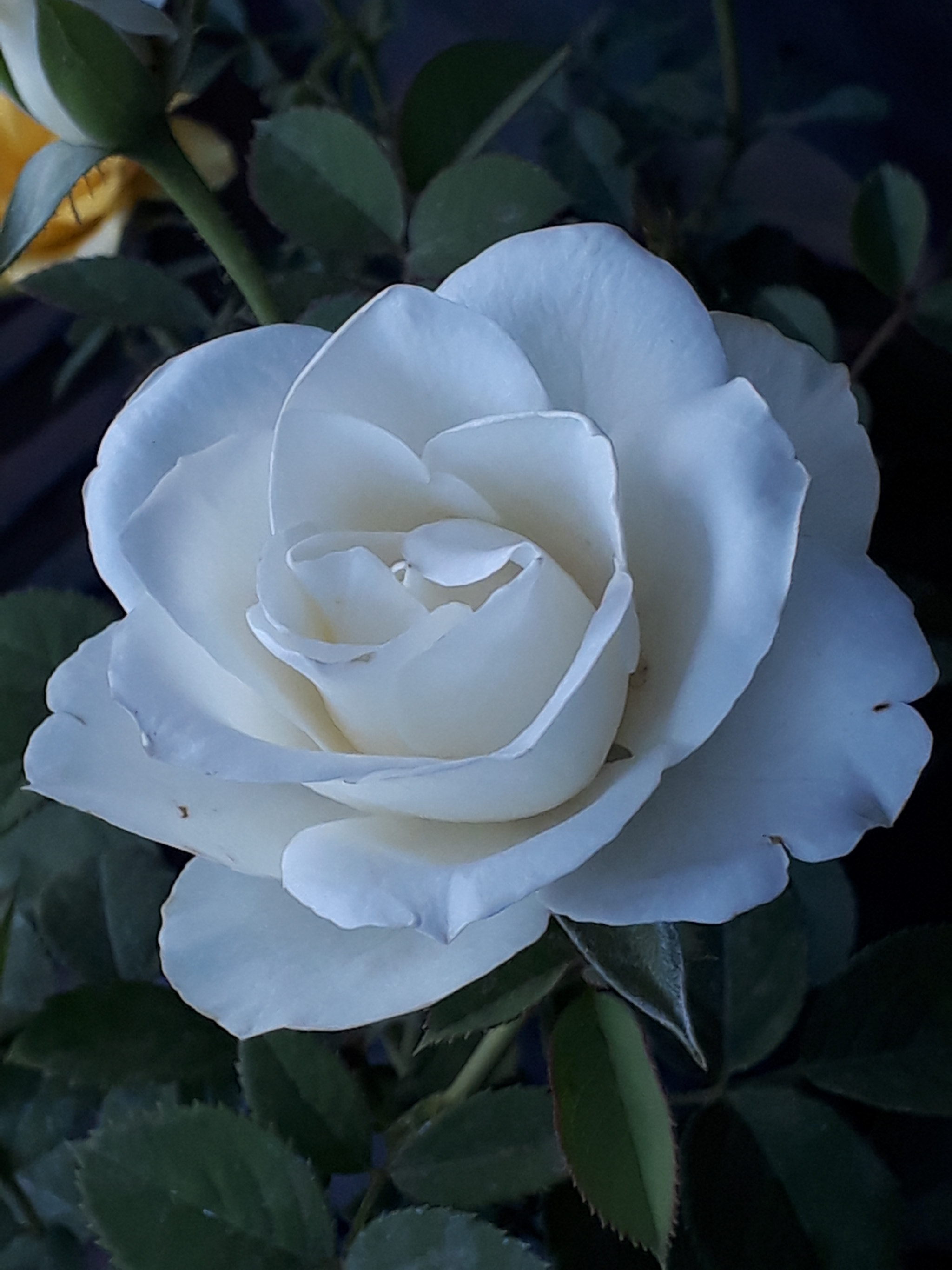 Samsung Galaxy A3(2017) sample photo