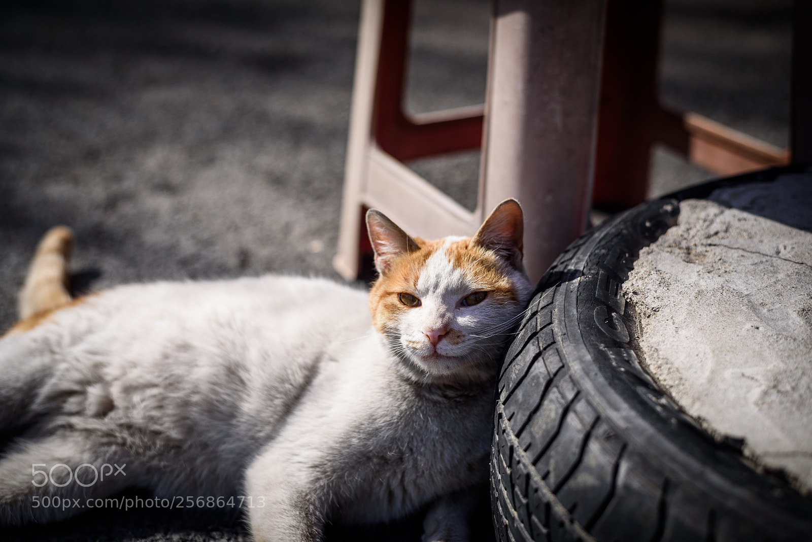 Nikon D750 sample photo. Relax photography