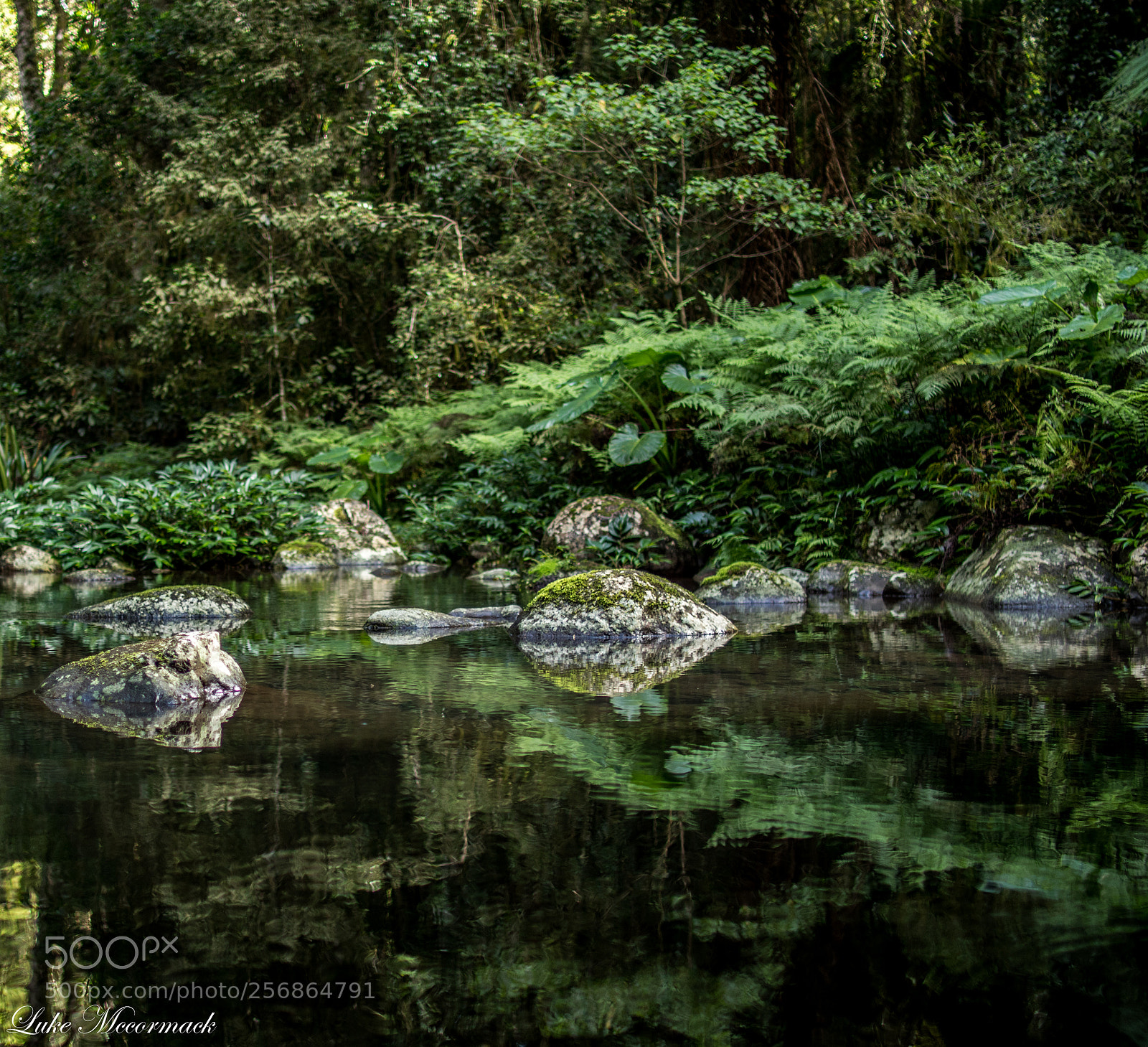 Nikon D5600 sample photo. Rain forest adventure photography