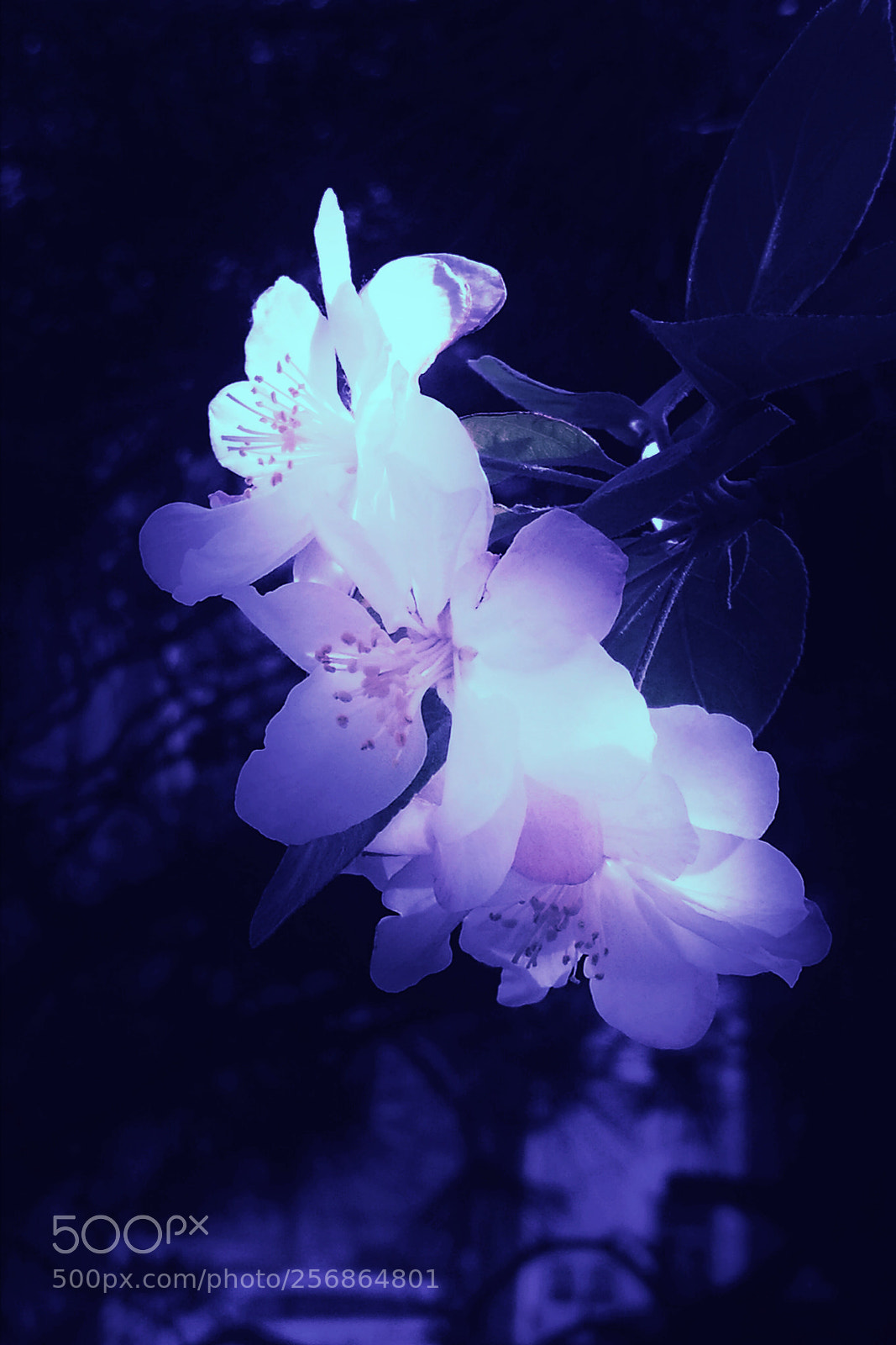 HUAWEI Mate 8 sample photo. 山桃花 photography