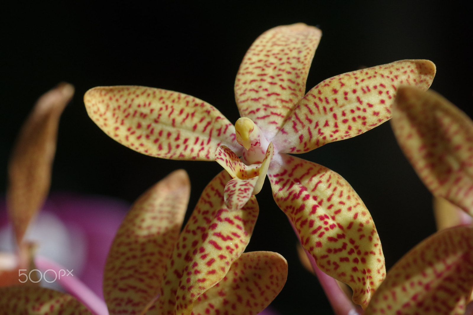 Pentax K-3 II + Pentax smc D-FA 100mm F2.8 Macro WR sample photo. Beige orchid photography