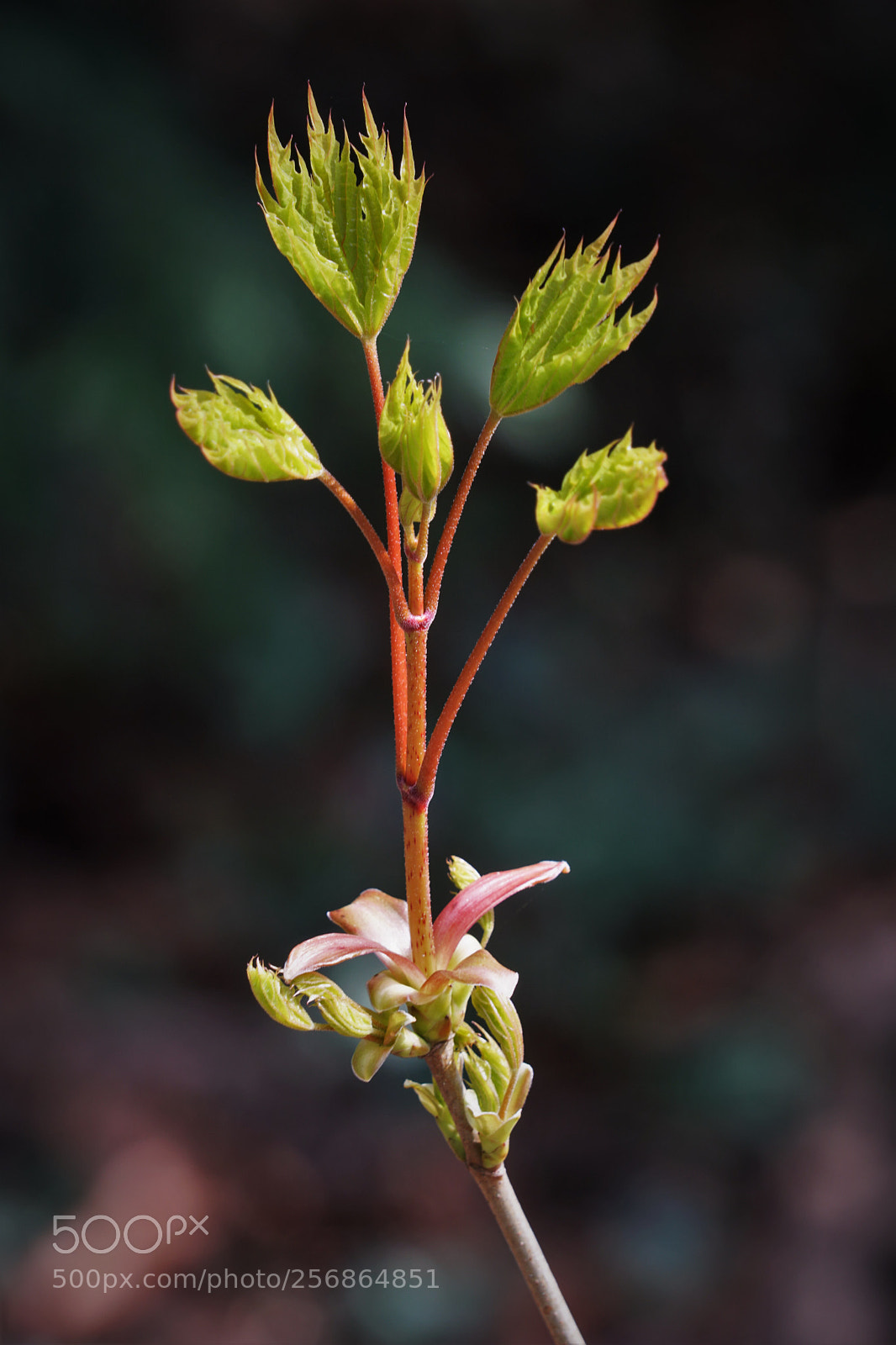 Sony a6500 sample photo. Five fresh leaves.  photography
