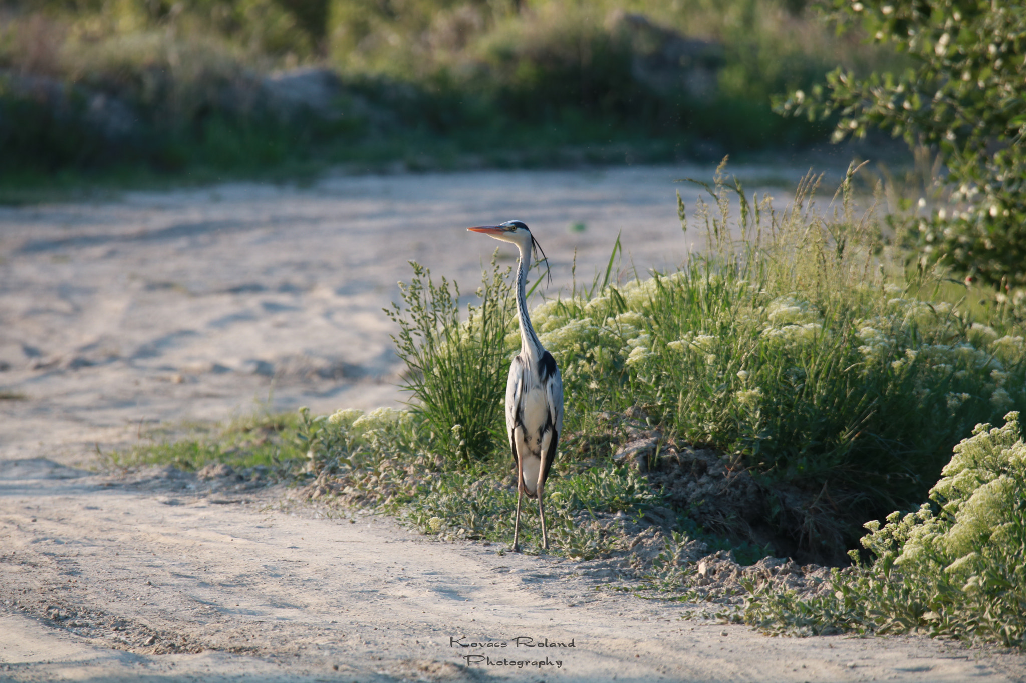 Sigma 150-600mm F5-6.3 DG OS HSM | S sample photo. Img photography