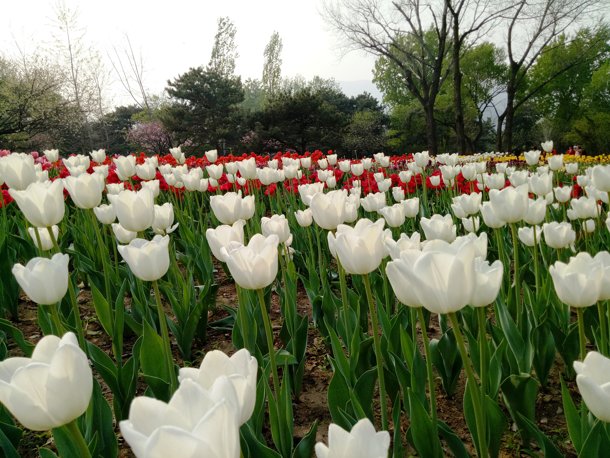 OPPO A1601 sample photo. 10.jpg photography