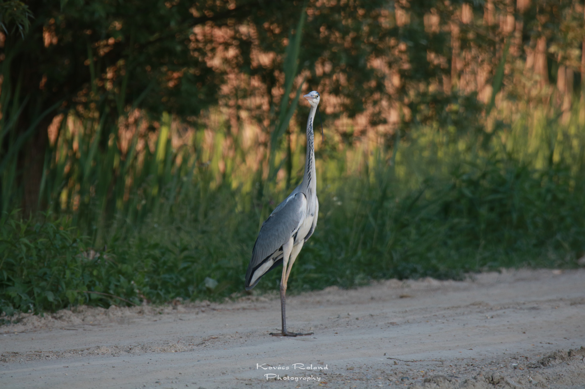 Sigma 150-600mm F5-6.3 DG OS HSM | S sample photo. Img photography