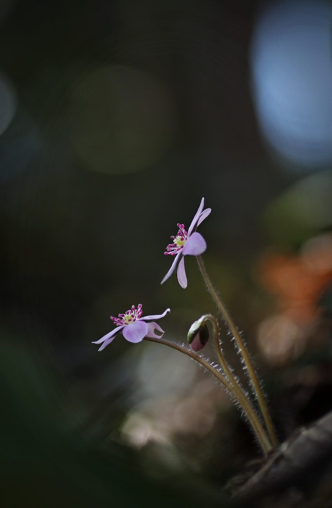 Canon EOS 80D + Tamron SP AF 90mm F2.8 Di Macro sample photo. Spring 17 photography