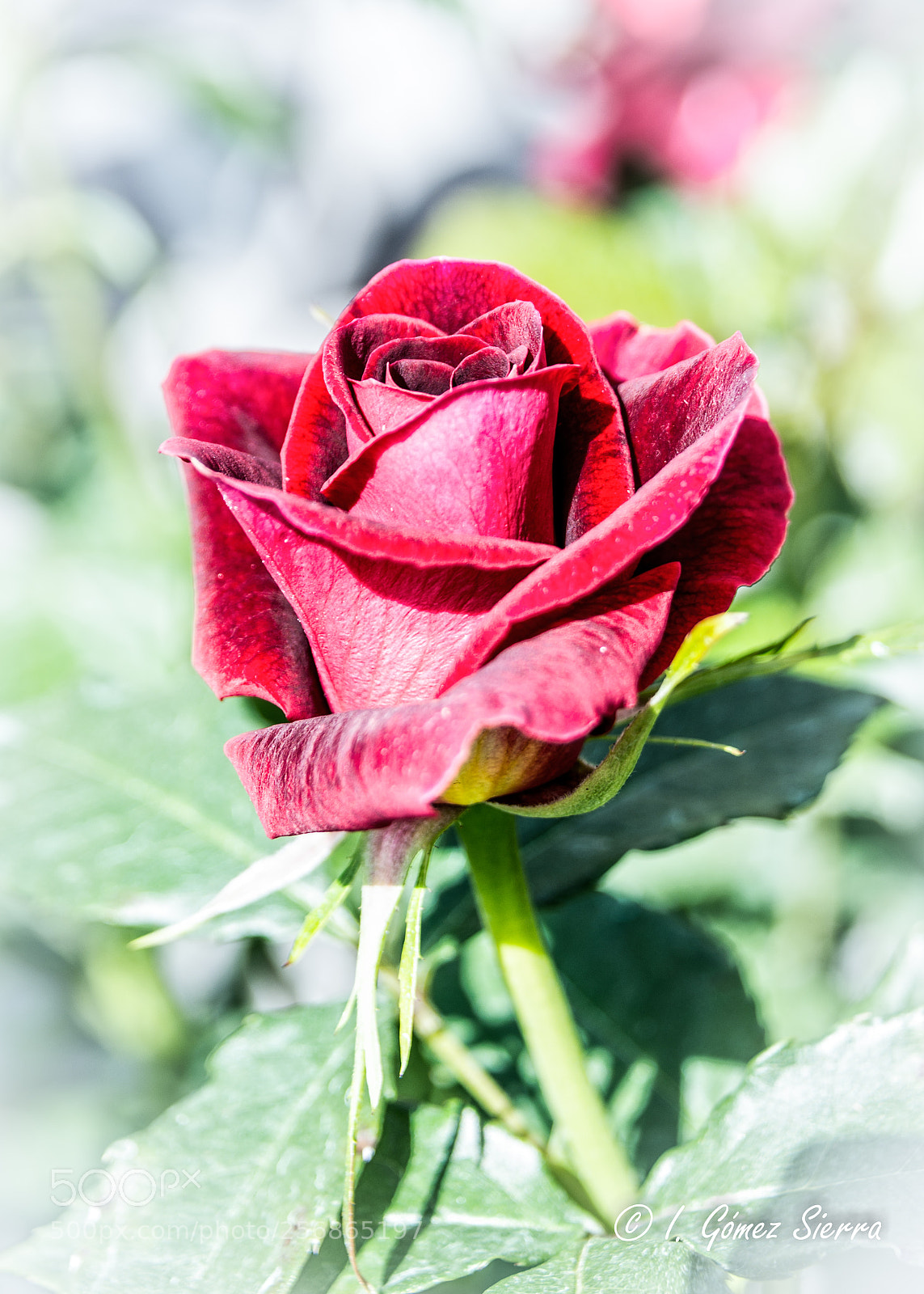 Nikon D800 sample photo. Rosa photography