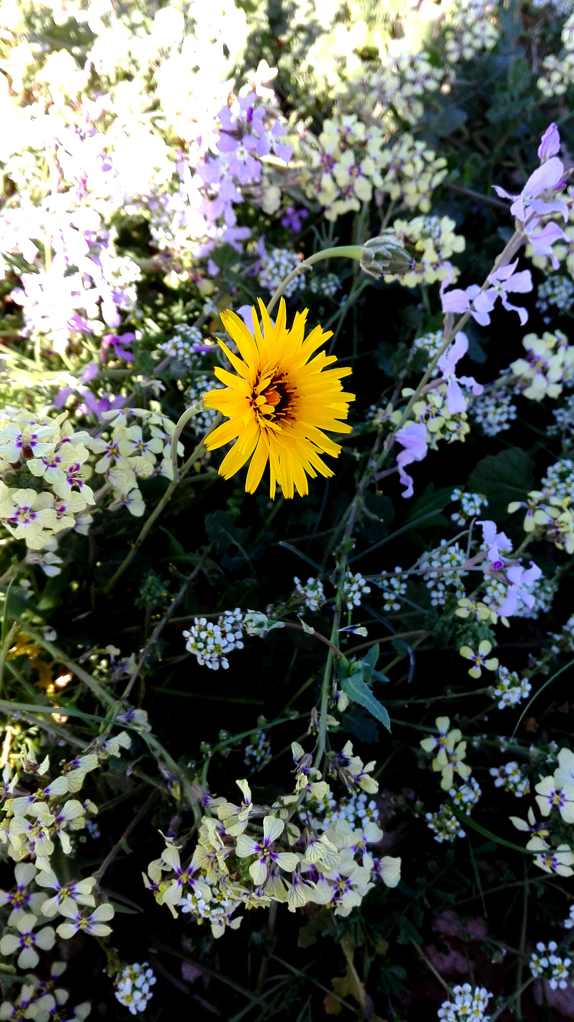 HUAWEI Y6II sample photo. Different photography