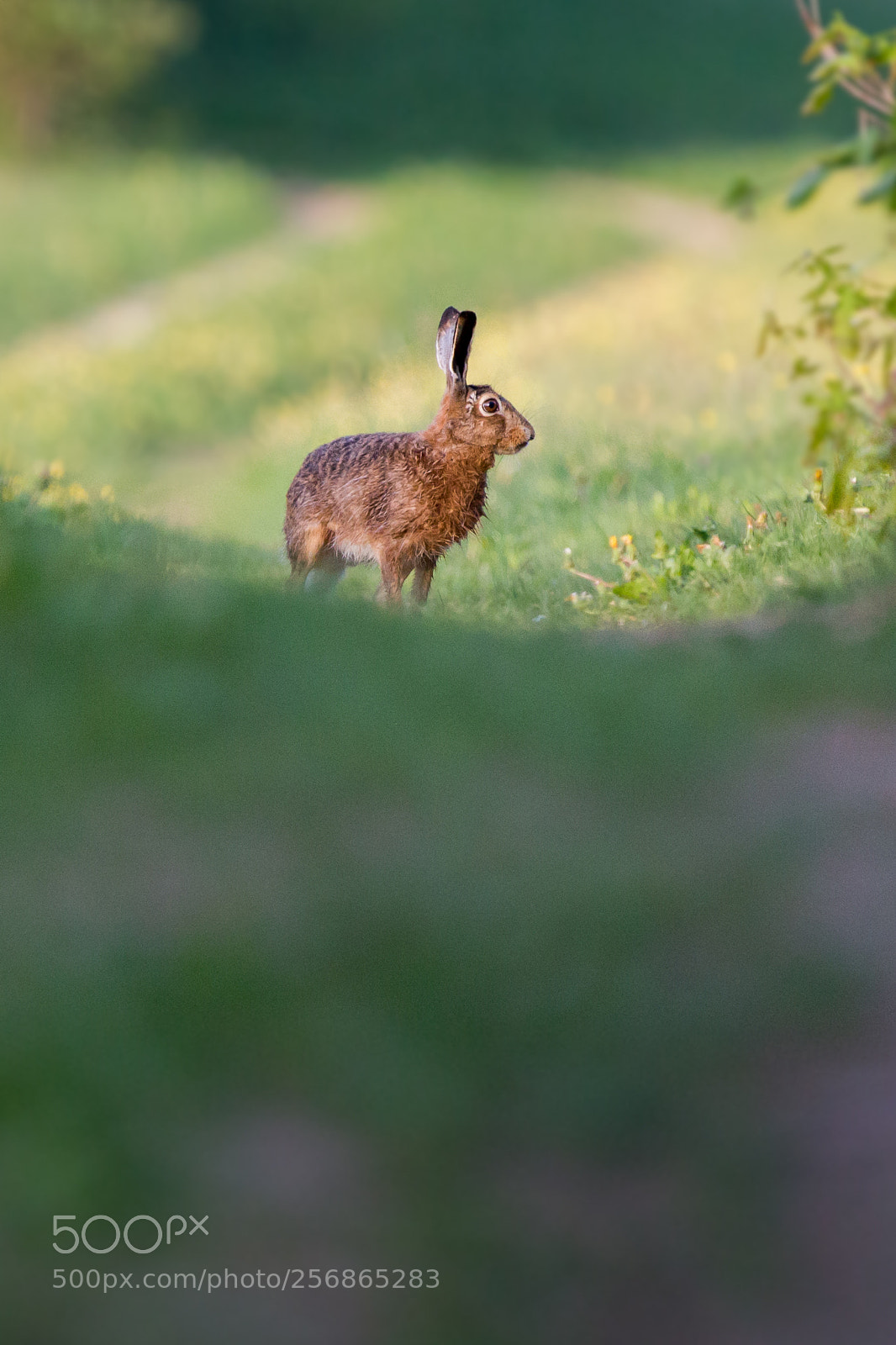 Canon EOS 6D sample photo. The brown hare photography